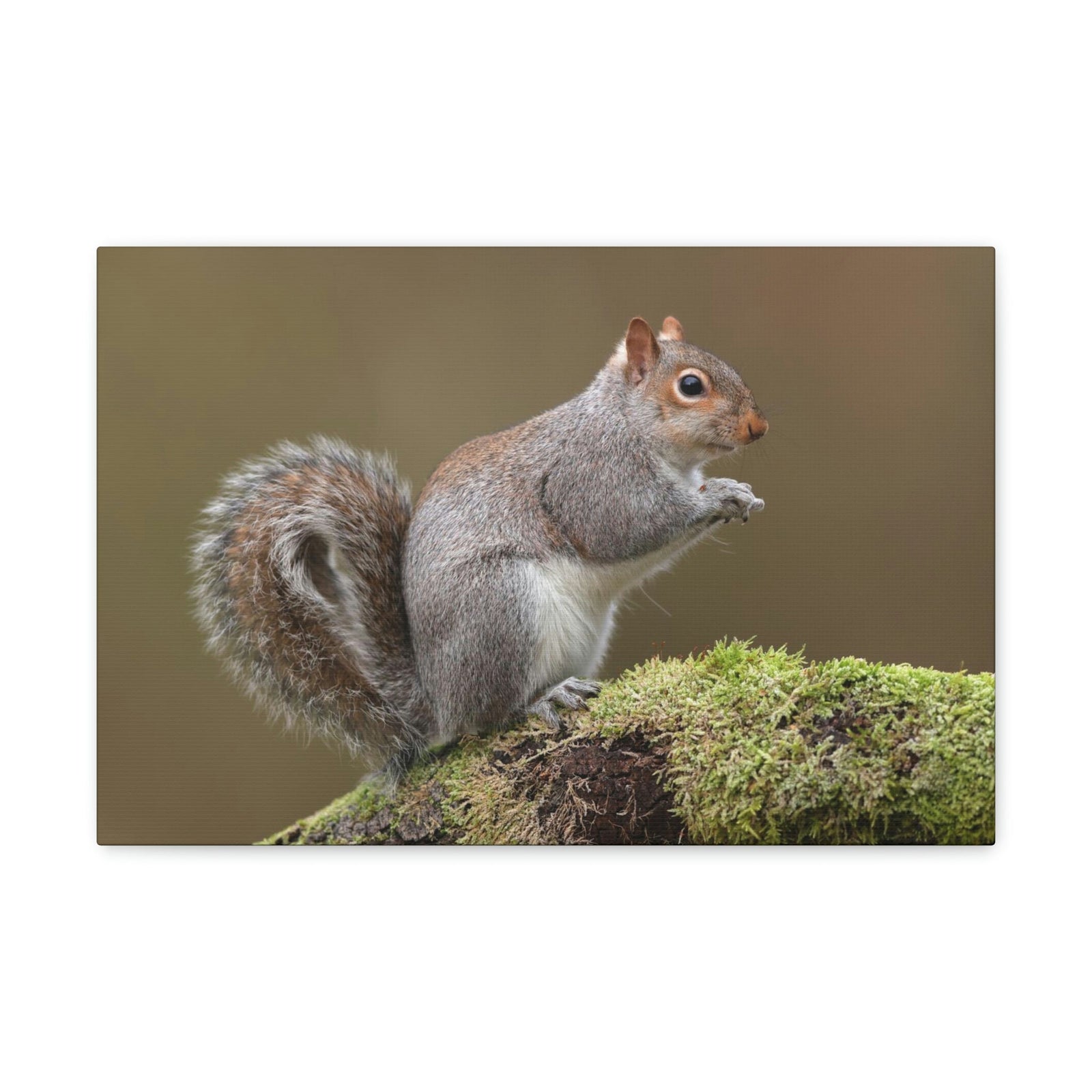 Scripture Walls Majestic Squirrel Art Majestic Squirrel Print Animal Wall Art Wildlife Canvas Prints Wall Art Ready to Hang Unframed-Express Your Love Gifts