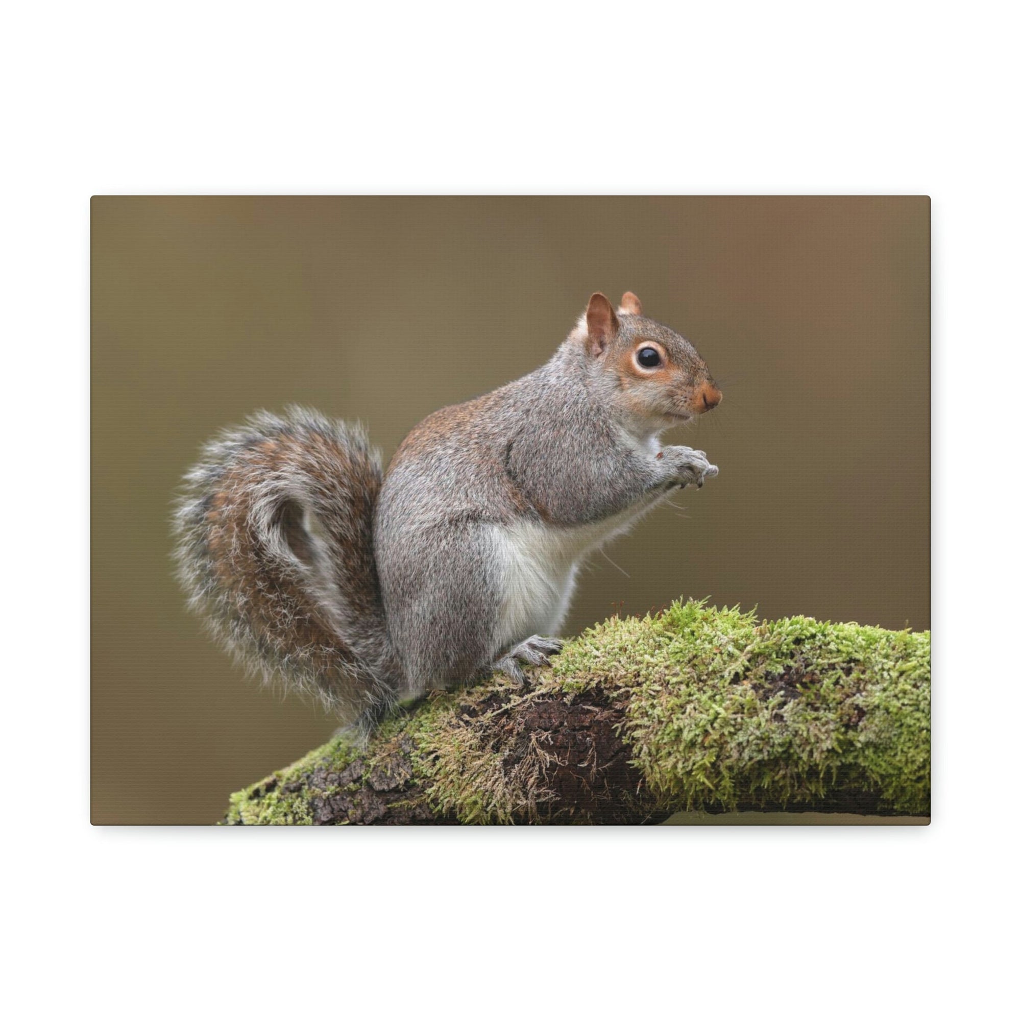 Scripture Walls Majestic Squirrel Art Majestic Squirrel Print Animal Wall Art Wildlife Canvas Prints Wall Art Ready to Hang Unframed-Express Your Love Gifts