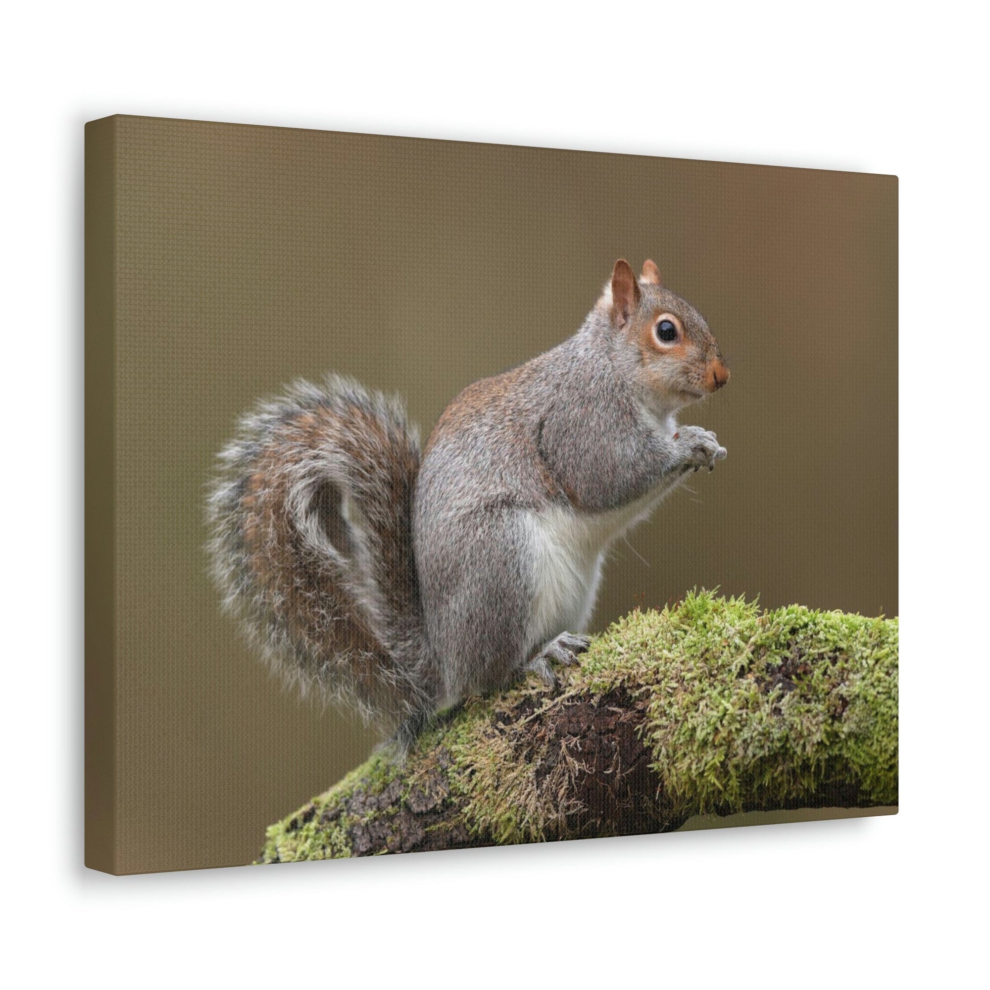 Scripture Walls Majestic Squirrel Art Majestic Squirrel Print Animal Wall Art Wildlife Canvas Prints Wall Art Ready to Hang Unframed-Express Your Love Gifts