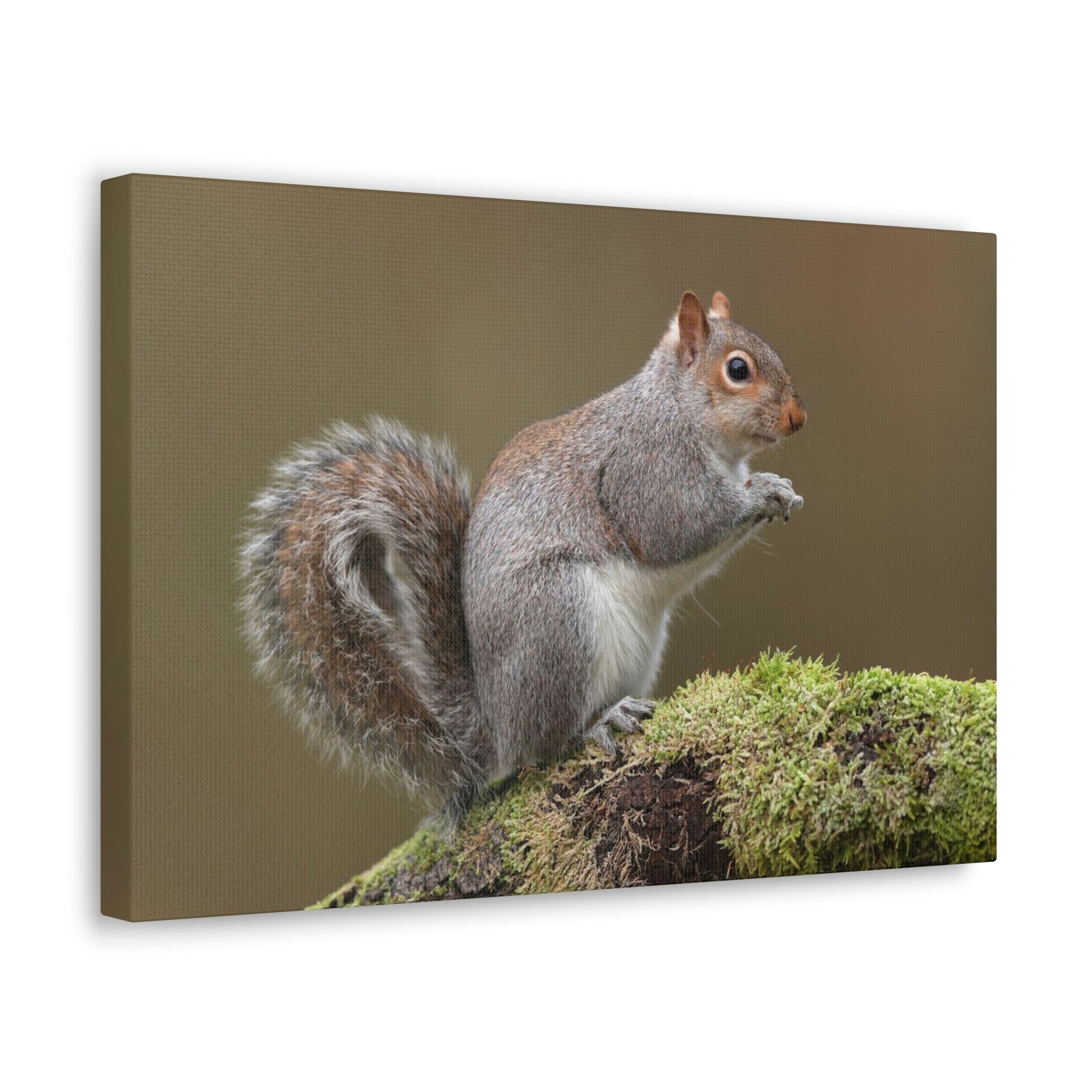 Scripture Walls Majestic Squirrel Art Majestic Squirrel Print Animal Wall Art Wildlife Canvas Prints Wall Art Ready to Hang Unframed-Express Your Love Gifts