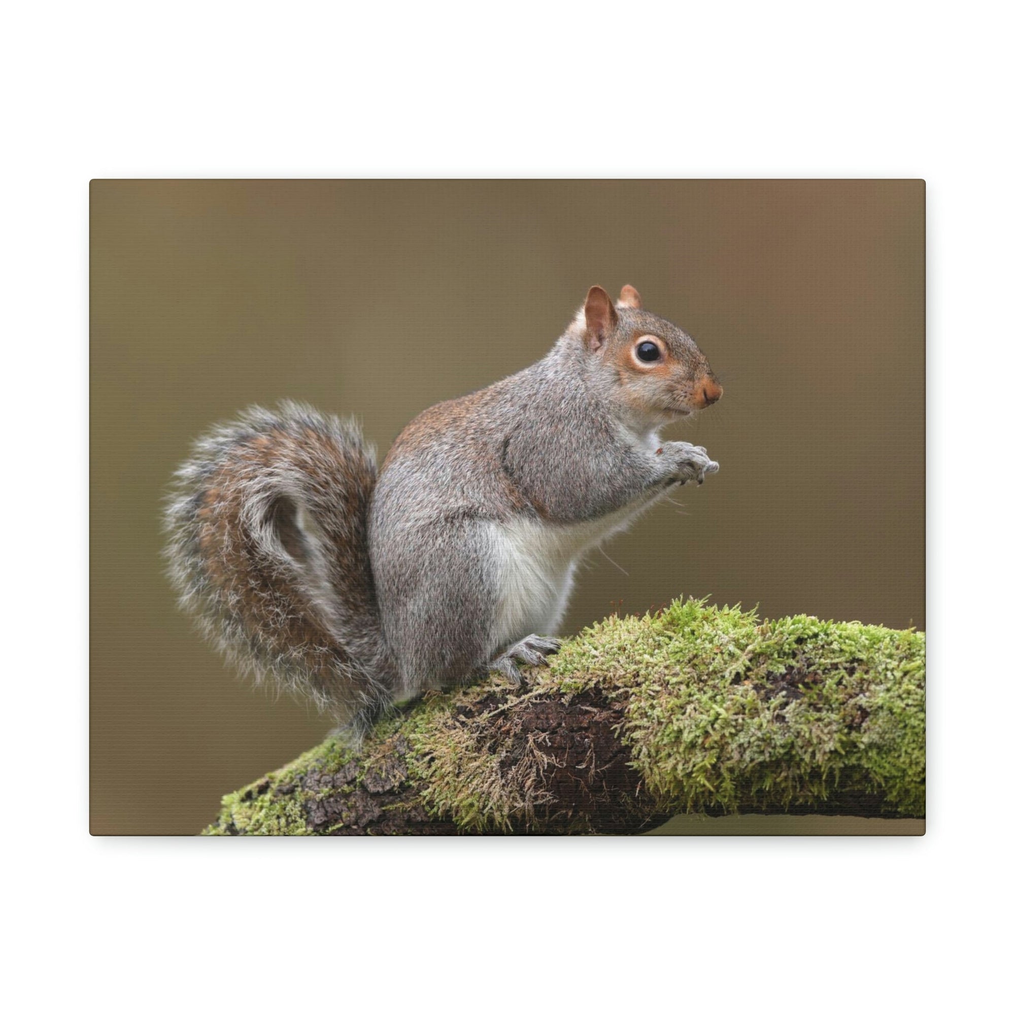 Scripture Walls Majestic Squirrel Art Majestic Squirrel Print Animal Wall Art Wildlife Canvas Prints Wall Art Ready to Hang Unframed-Express Your Love Gifts