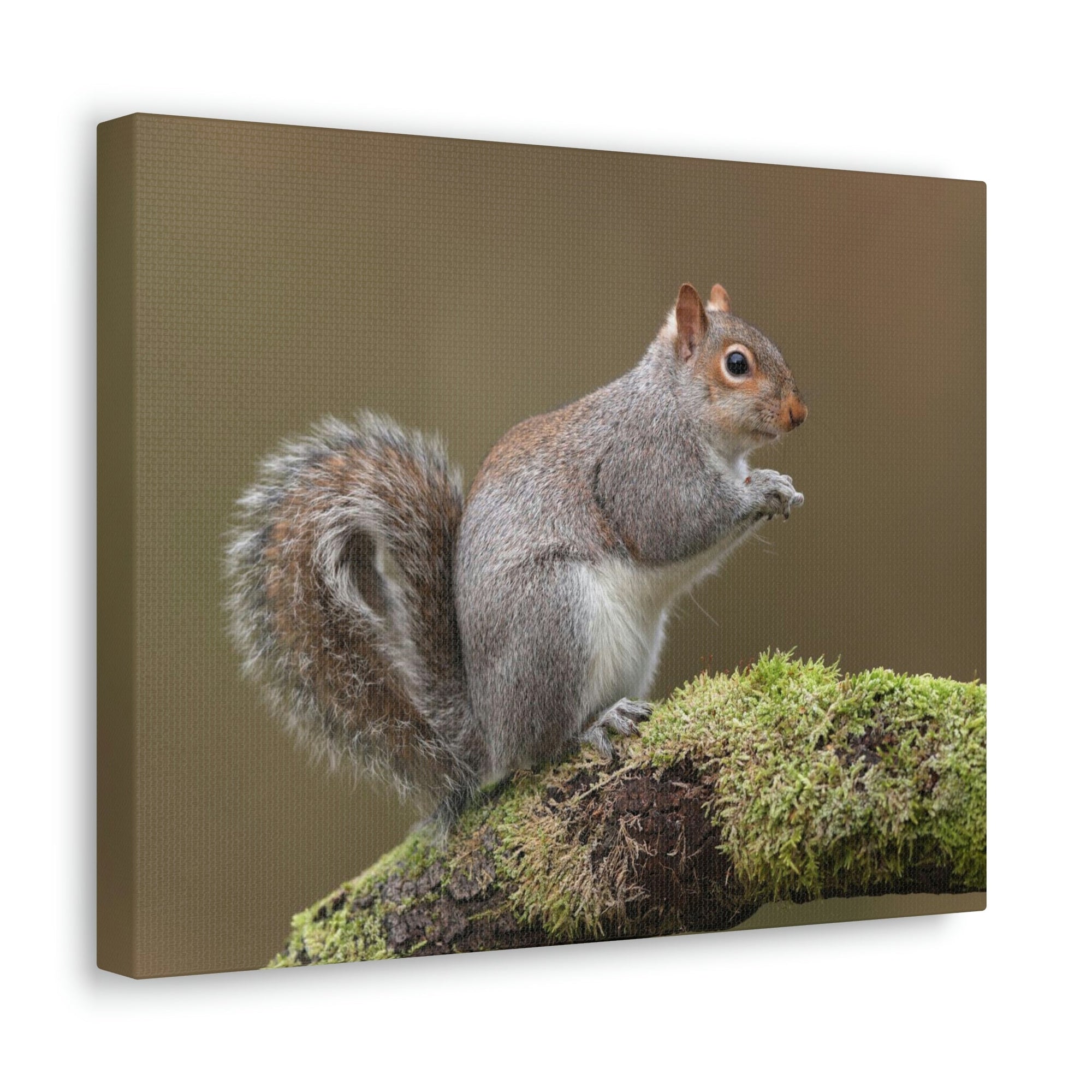 Scripture Walls Majestic Squirrel Art Majestic Squirrel Print Animal Wall Art Wildlife Canvas Prints Wall Art Ready to Hang Unframed-Express Your Love Gifts