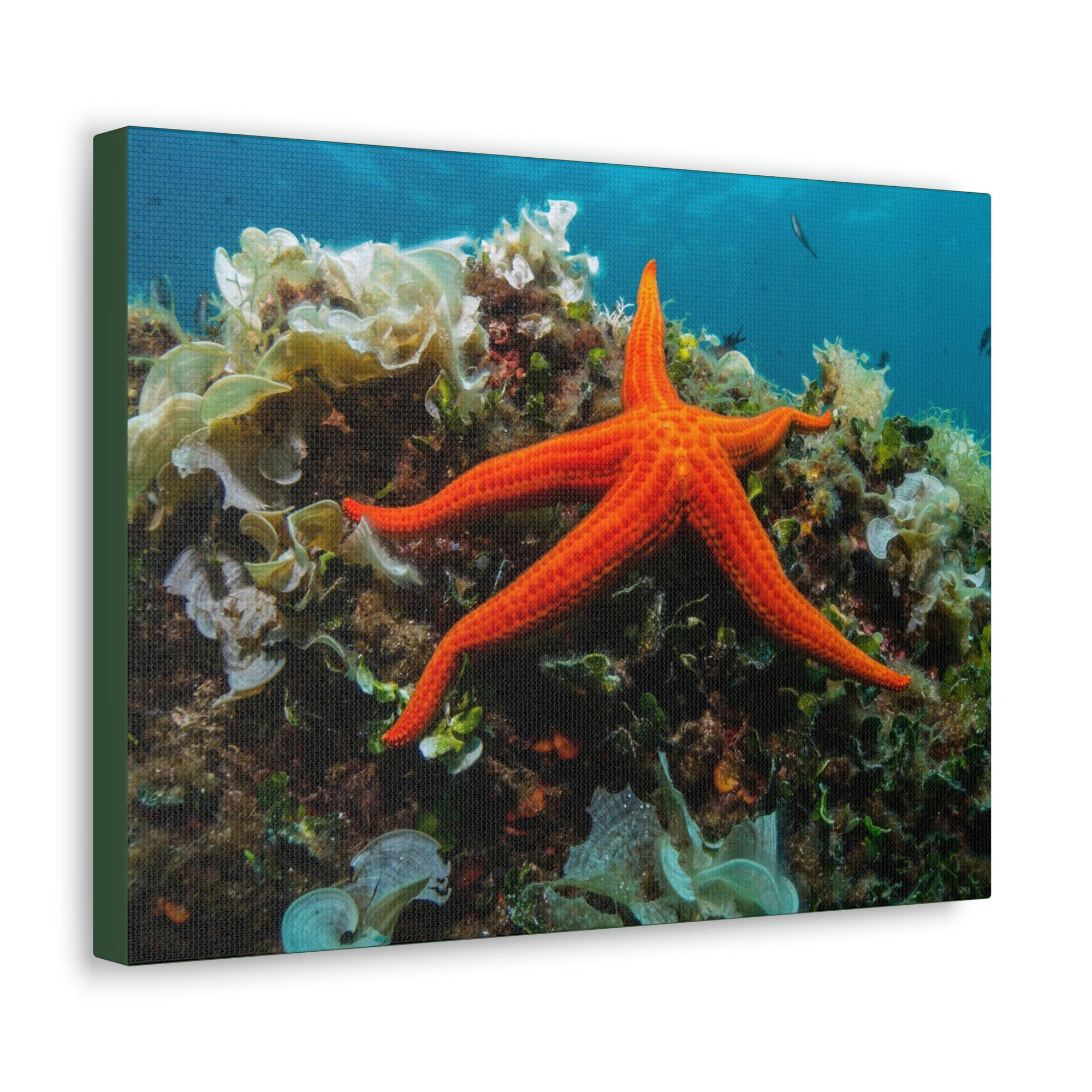 Scripture Walls Majestic Starfish Art Majestic Starfish Print Animal Wall Art Wildlife Canvas Prints Wall Art Ready to Hang Unframed-Express Your Love Gifts