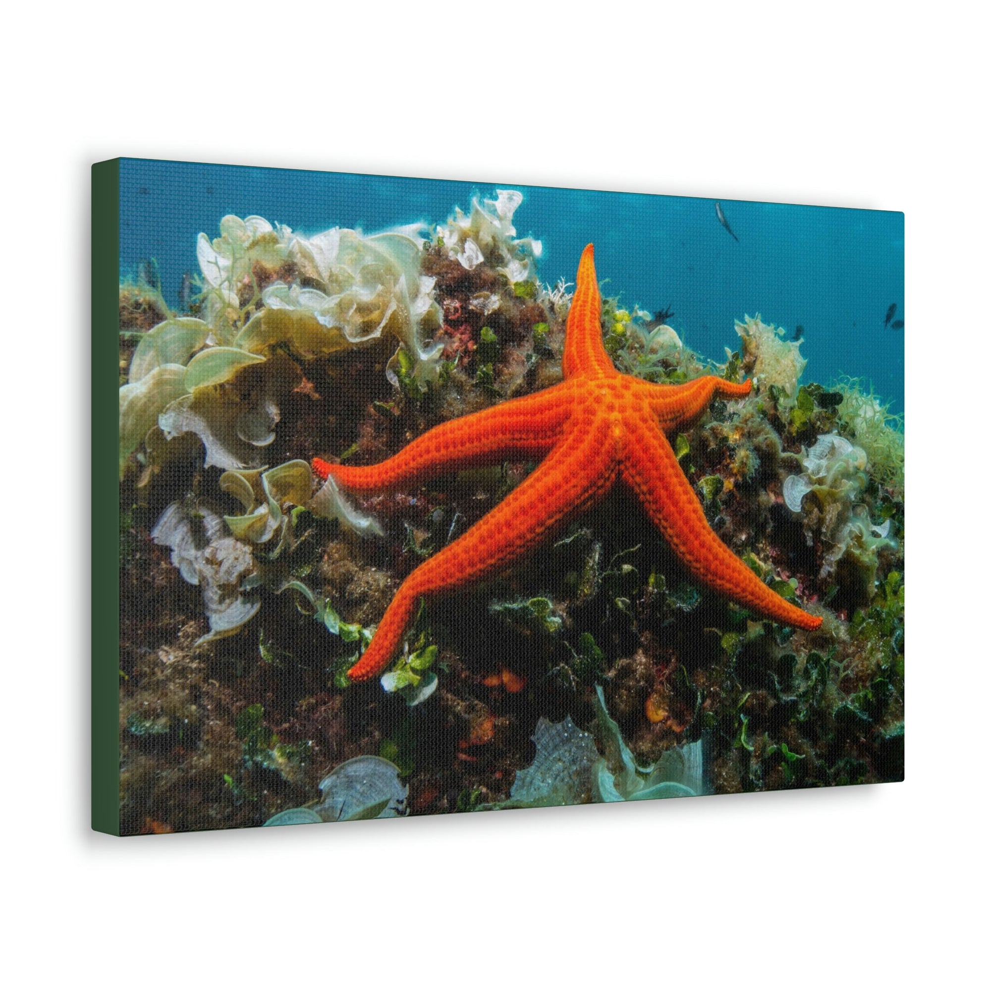 Scripture Walls Majestic Starfish Art Majestic Starfish Print Animal Wall Art Wildlife Canvas Prints Wall Art Ready to Hang Unframed-Express Your Love Gifts