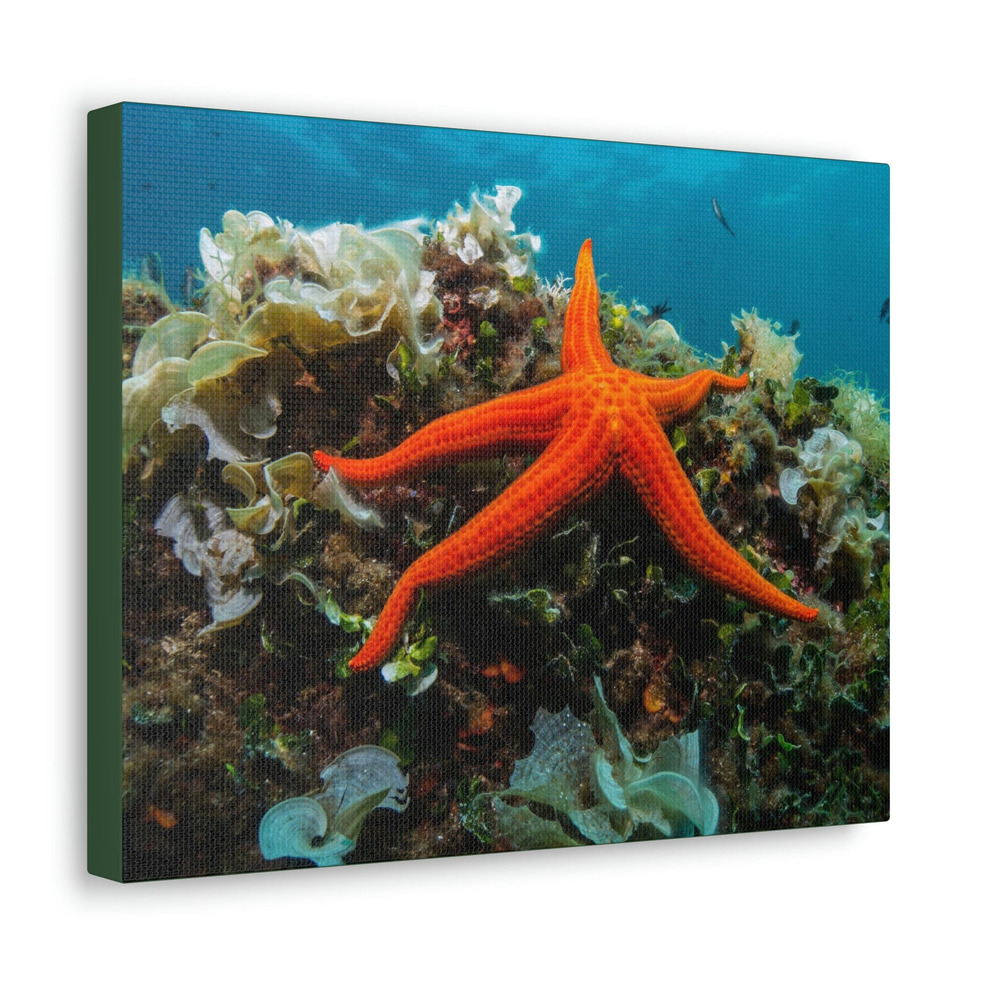 Scripture Walls Majestic Starfish Art Majestic Starfish Print Animal Wall Art Wildlife Canvas Prints Wall Art Ready to Hang Unframed-Express Your Love Gifts