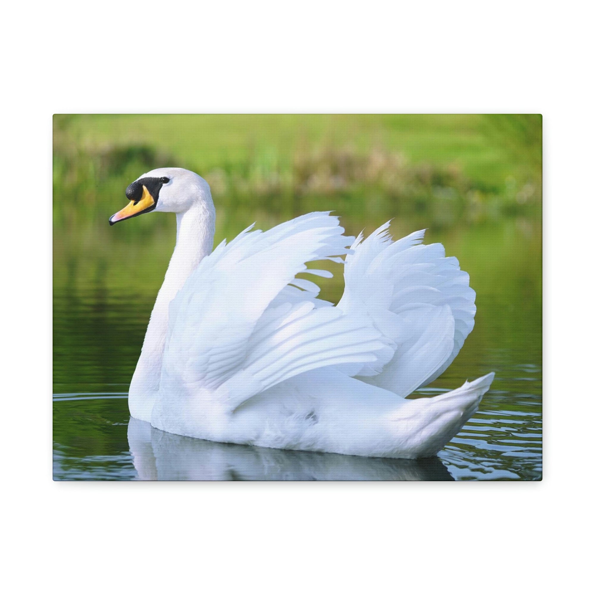 Scripture Walls Majestic Swan Art Majestic Swan Print Animal Wall Art Wildlife Canvas Prints Wall Art Ready to Hang Unframed-Express Your Love Gifts