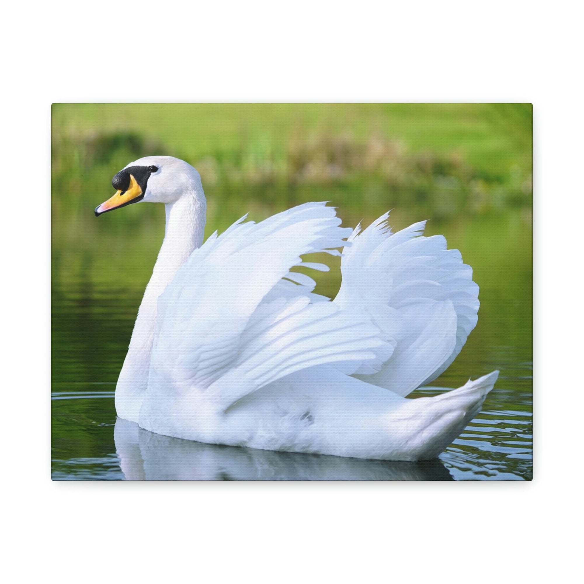 Scripture Walls Majestic Swan Art Majestic Swan Print Animal Wall Art Wildlife Canvas Prints Wall Art Ready to Hang Unframed-Express Your Love Gifts