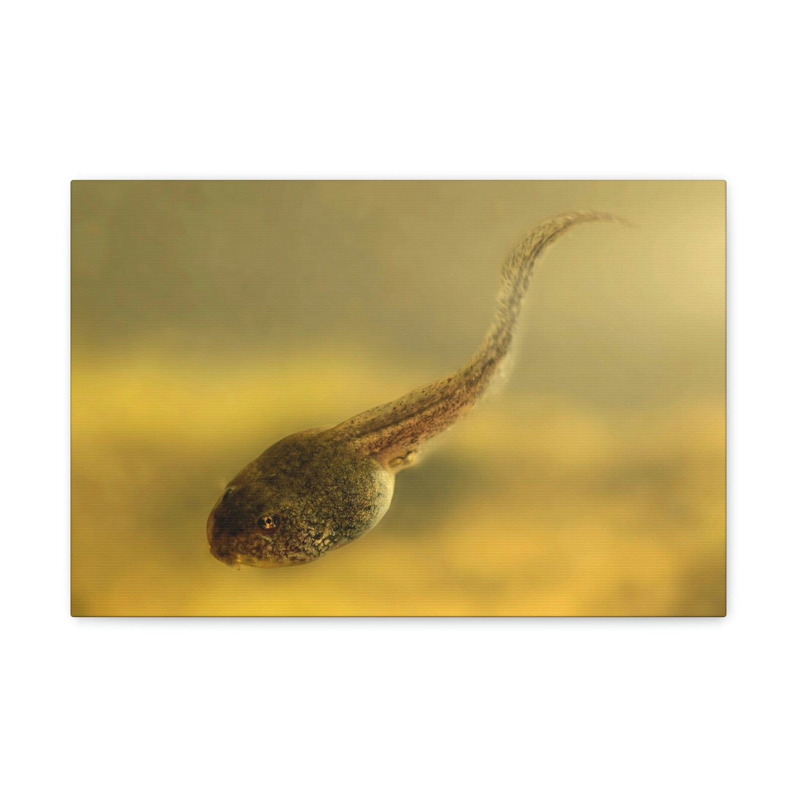 Scripture Walls Majestic Tadpole Art Majestic Tadpole Print Animal Wall Art Wildlife Canvas Prints Wall Art Ready to Hang Unframed-Express Your Love Gifts