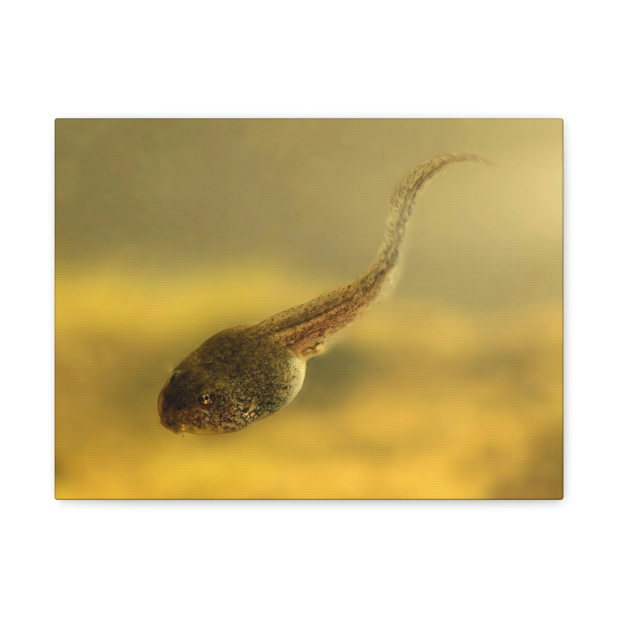 Scripture Walls Majestic Tadpole Art Majestic Tadpole Print Animal Wall Art Wildlife Canvas Prints Wall Art Ready to Hang Unframed-Express Your Love Gifts