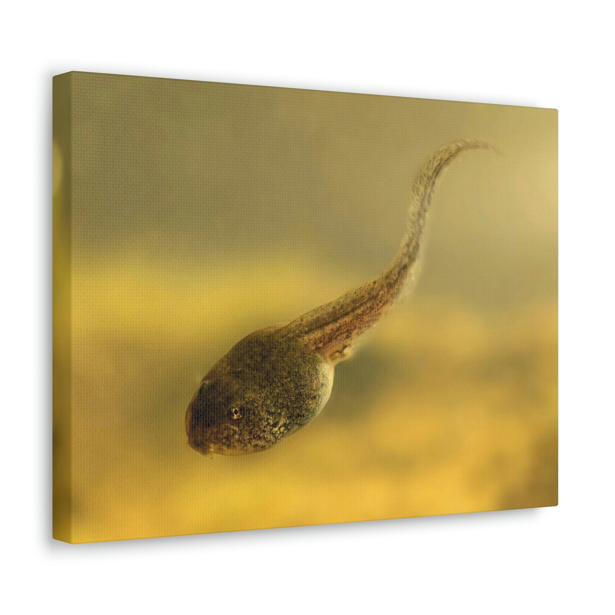 Scripture Walls Majestic Tadpole Art Majestic Tadpole Print Animal Wall Art Wildlife Canvas Prints Wall Art Ready to Hang Unframed-Express Your Love Gifts