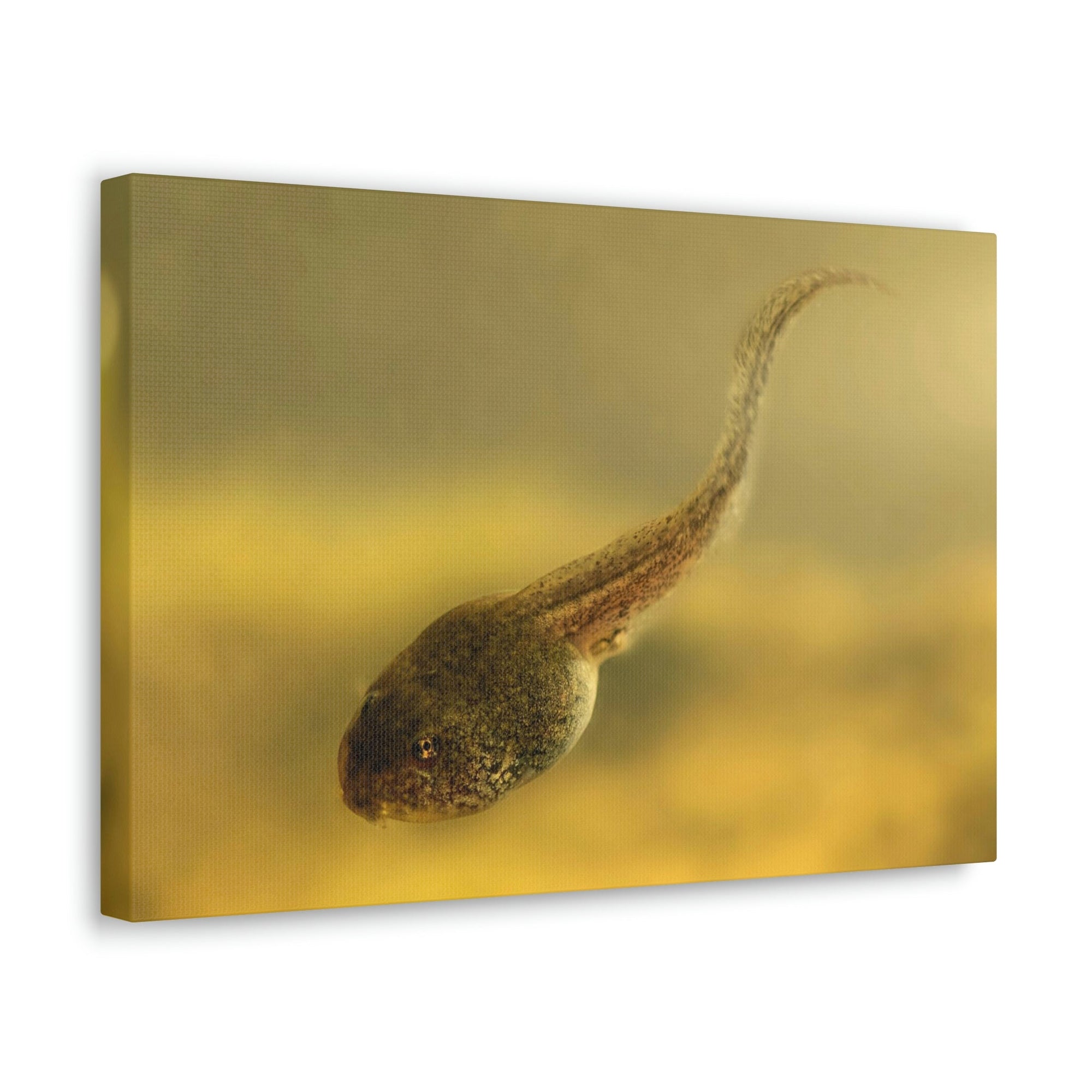 Scripture Walls Majestic Tadpole Art Majestic Tadpole Print Animal Wall Art Wildlife Canvas Prints Wall Art Ready to Hang Unframed-Express Your Love Gifts