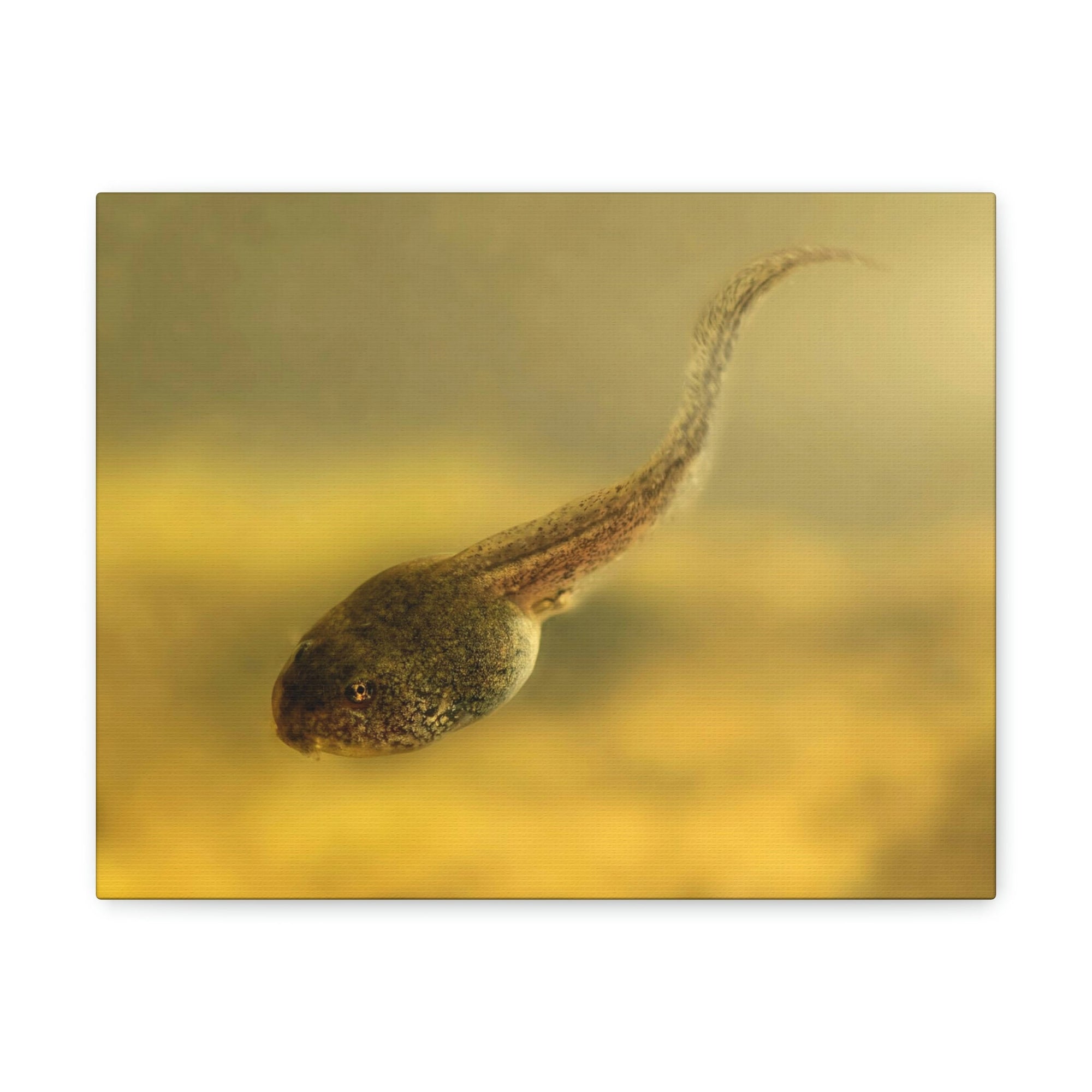 Scripture Walls Majestic Tadpole Art Majestic Tadpole Print Animal Wall Art Wildlife Canvas Prints Wall Art Ready to Hang Unframed-Express Your Love Gifts