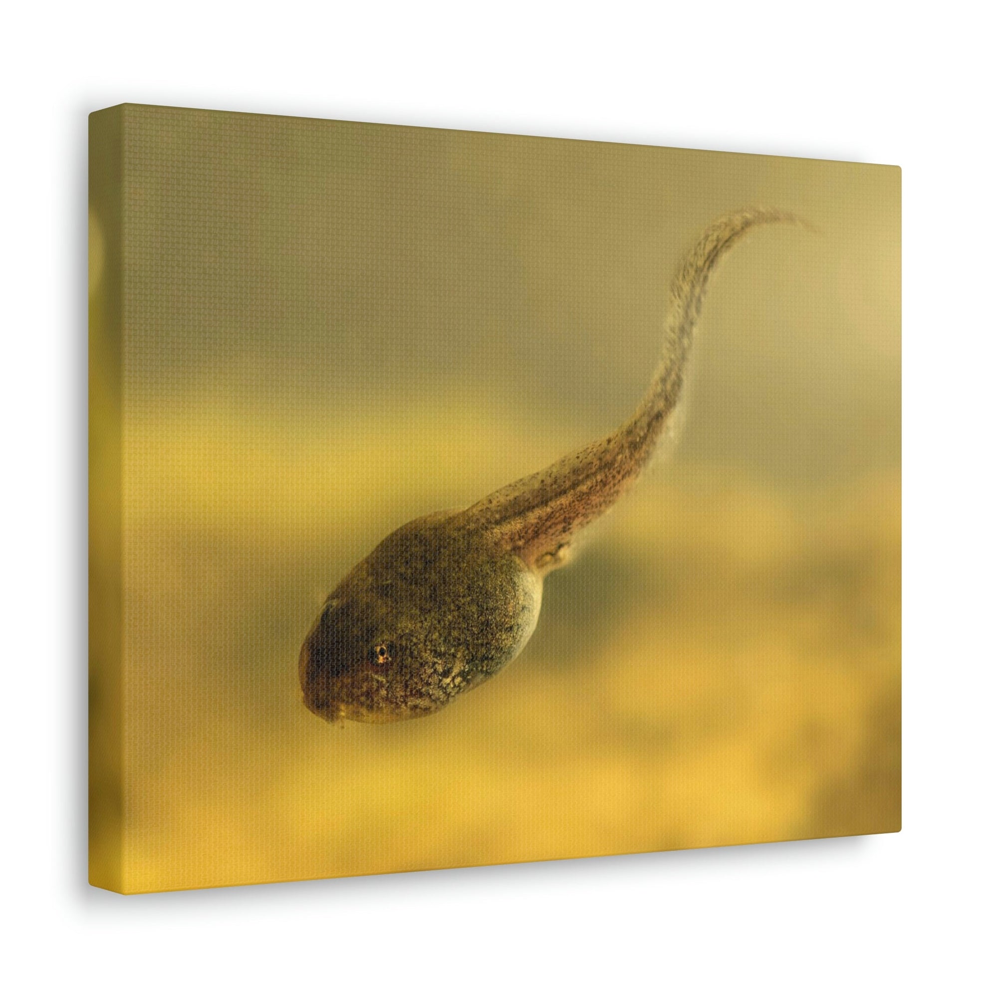 Scripture Walls Majestic Tadpole Art Majestic Tadpole Print Animal Wall Art Wildlife Canvas Prints Wall Art Ready to Hang Unframed-Express Your Love Gifts