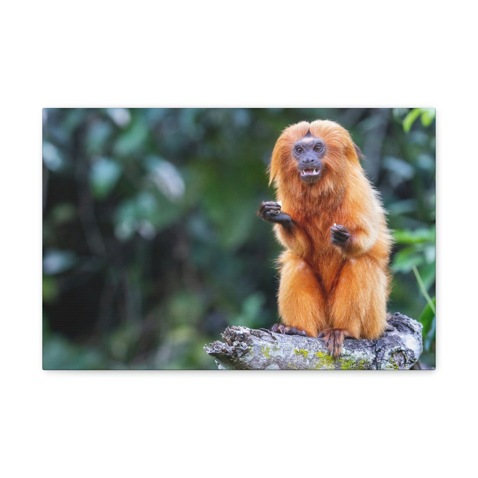 Scripture Walls Majestic Tamarin Art Majestic Tamarin Print Animal Wall Art Wildlife Canvas Prints Wall Art Ready to Hang Unframed-Express Your Love Gifts