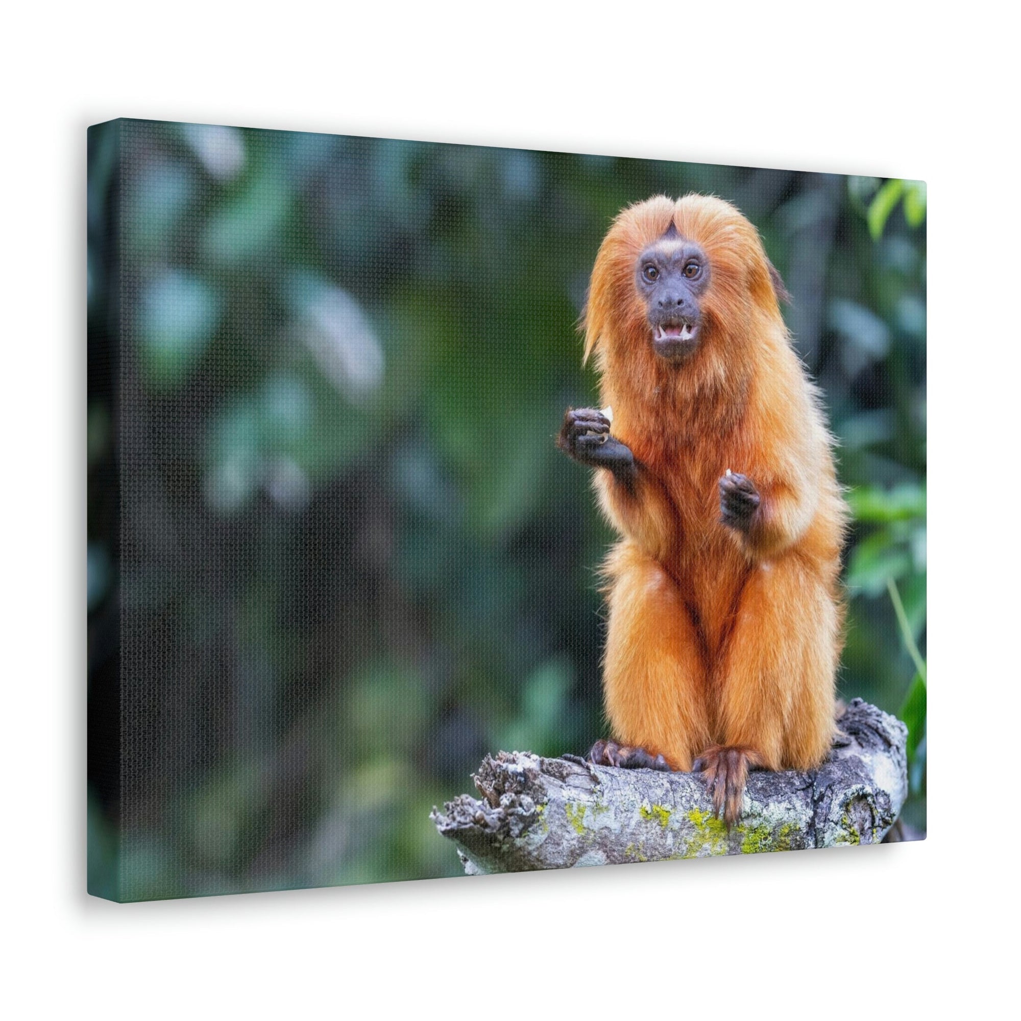 Scripture Walls Majestic Tamarin Art Majestic Tamarin Print Animal Wall Art Wildlife Canvas Prints Wall Art Ready to Hang Unframed-Express Your Love Gifts