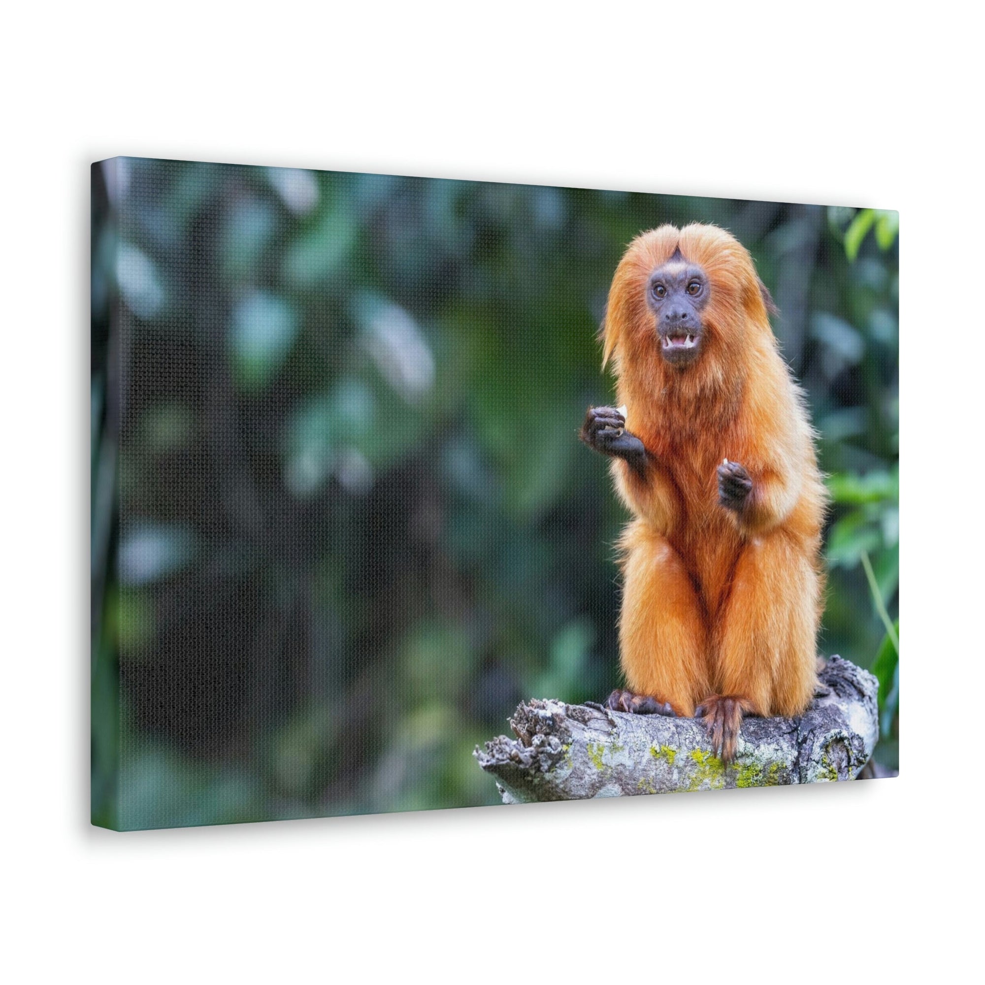 Scripture Walls Majestic Tamarin Art Majestic Tamarin Print Animal Wall Art Wildlife Canvas Prints Wall Art Ready to Hang Unframed-Express Your Love Gifts