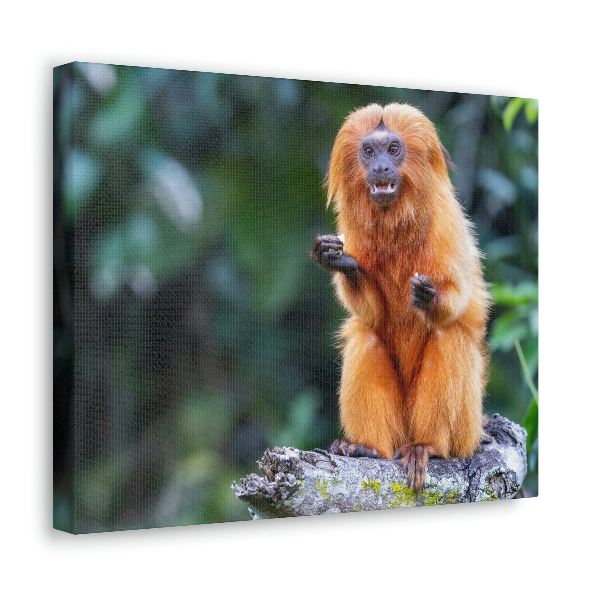 Scripture Walls Majestic Tamarin Art Majestic Tamarin Print Animal Wall Art Wildlife Canvas Prints Wall Art Ready to Hang Unframed-Express Your Love Gifts