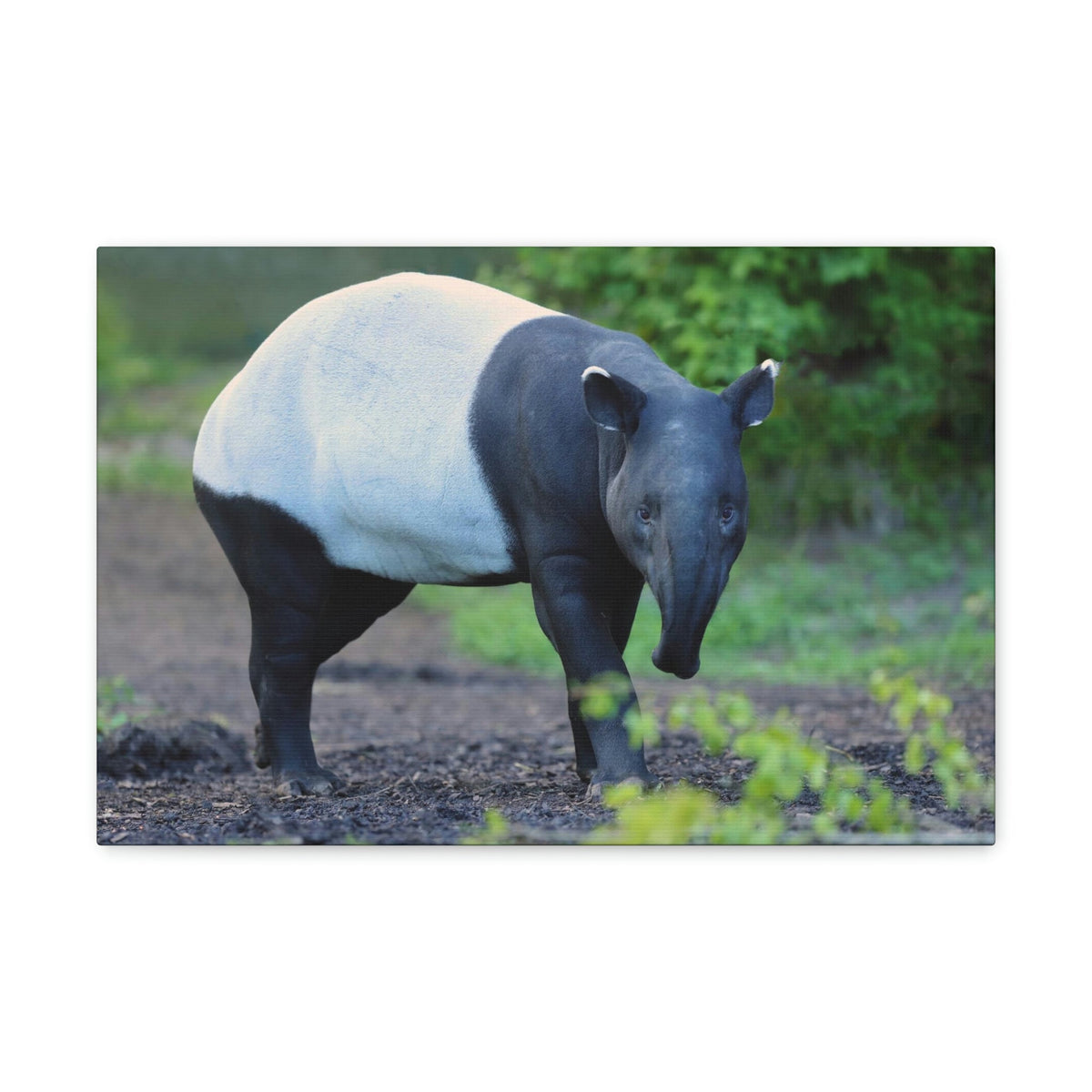 Scripture Walls Majestic Tapir Art Majestic Tapir Print Animal Wall Art Wildlife Canvas Prints Wall Art Ready to Hang Unframed-Express Your Love Gifts