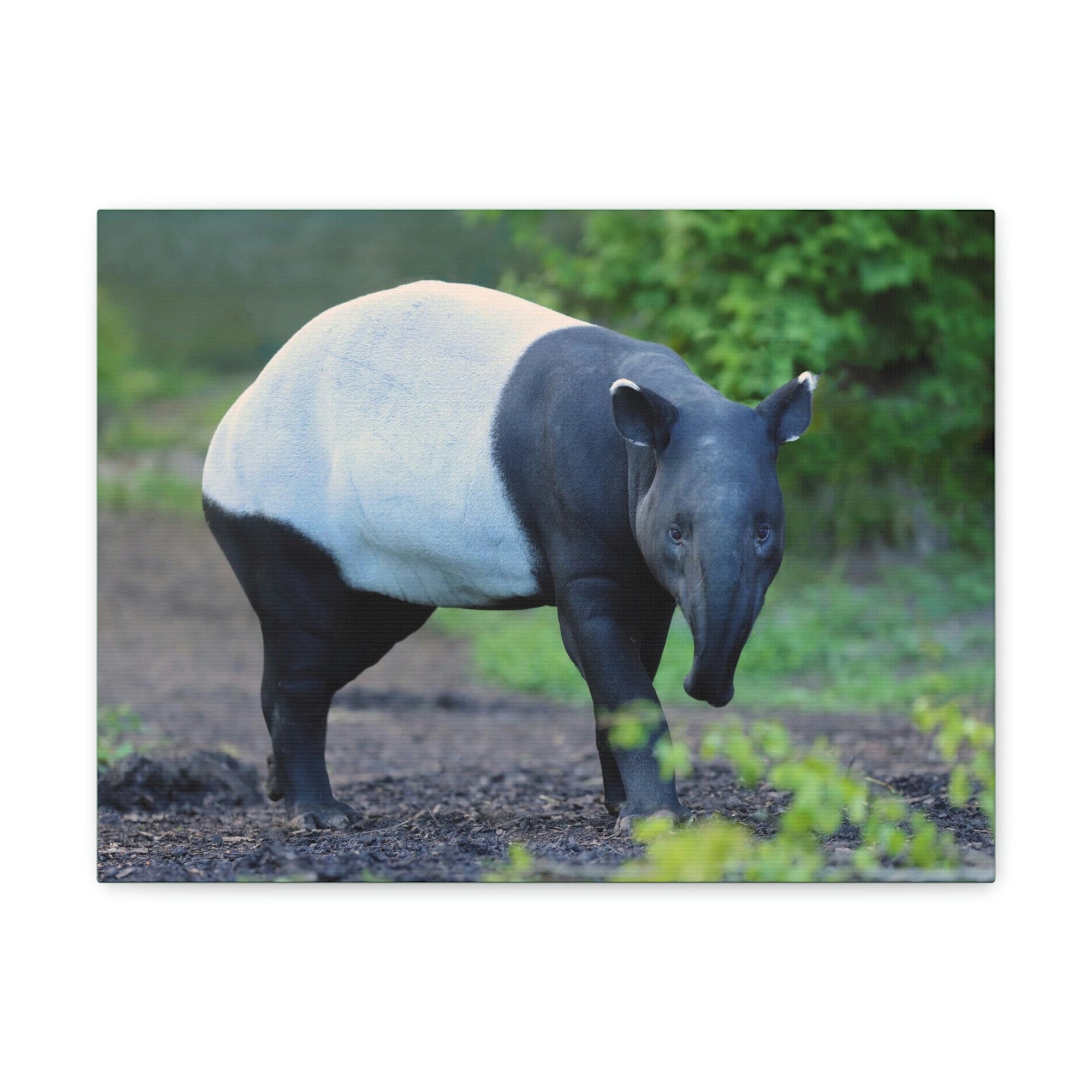 Scripture Walls Majestic Tapir Art Majestic Tapir Print Animal Wall Art Wildlife Canvas Prints Wall Art Ready to Hang Unframed-Express Your Love Gifts