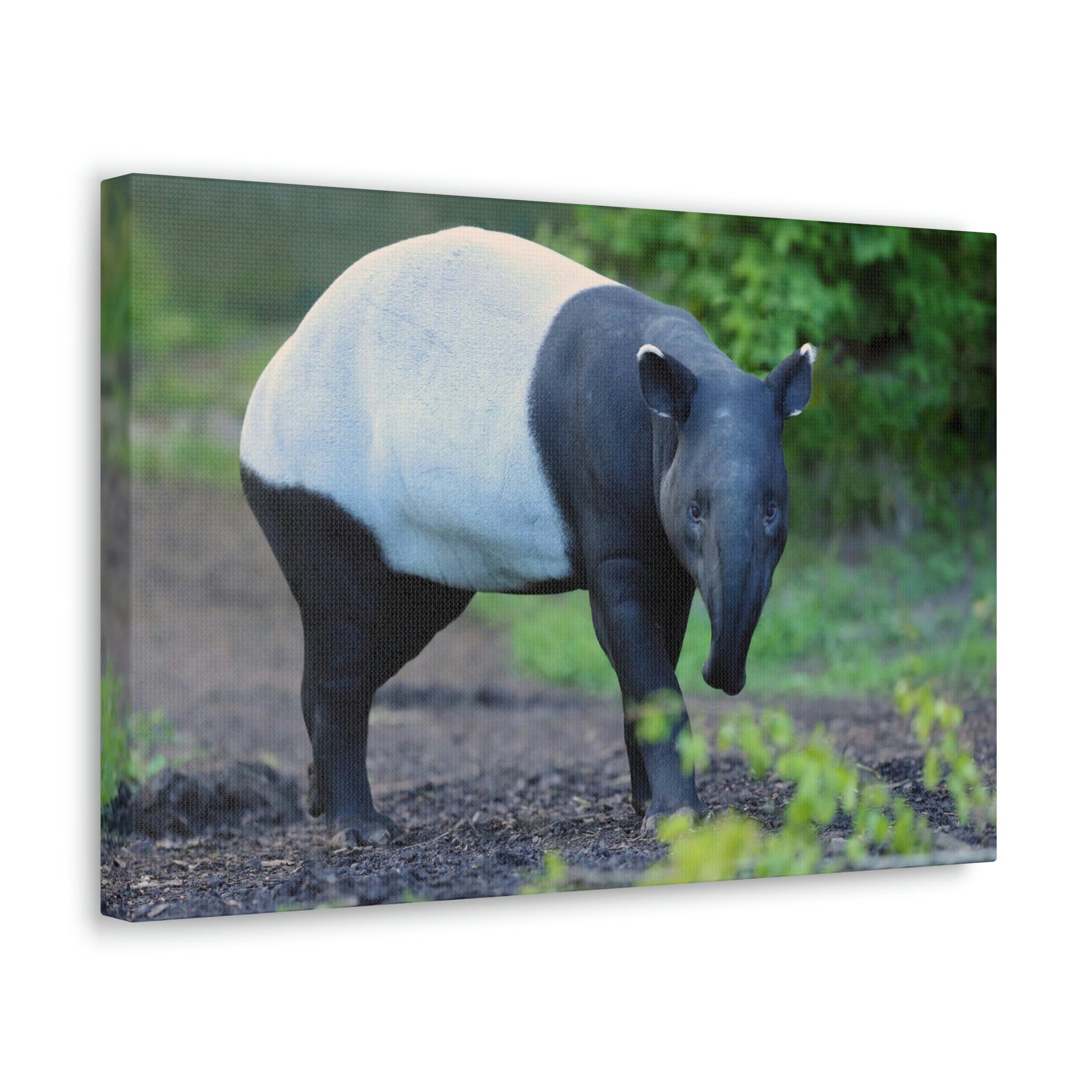 Scripture Walls Majestic Tapir Art Majestic Tapir Print Animal Wall Art Wildlife Canvas Prints Wall Art Ready to Hang Unframed-Express Your Love Gifts