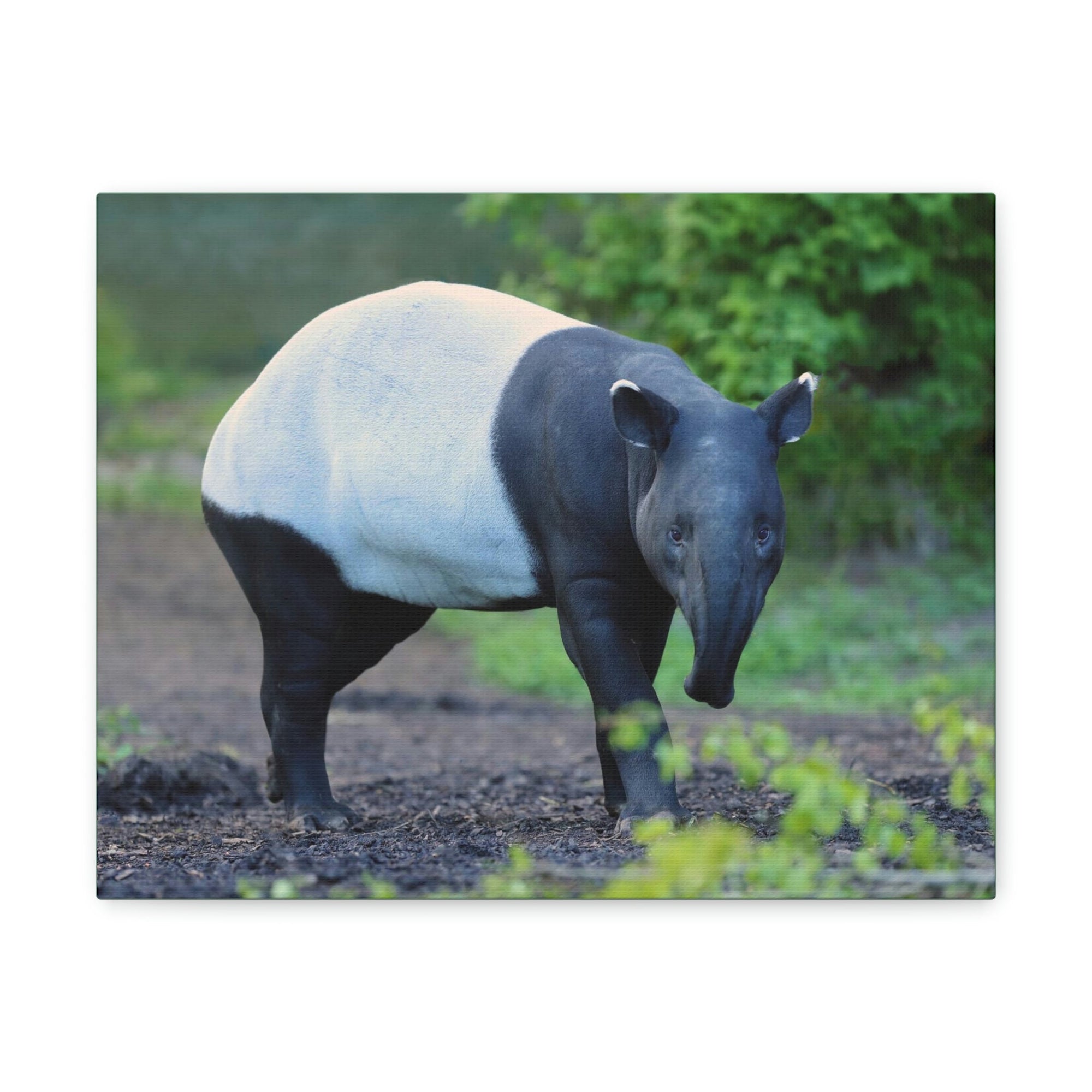 Scripture Walls Majestic Tapir Art Majestic Tapir Print Animal Wall Art Wildlife Canvas Prints Wall Art Ready to Hang Unframed-Express Your Love Gifts