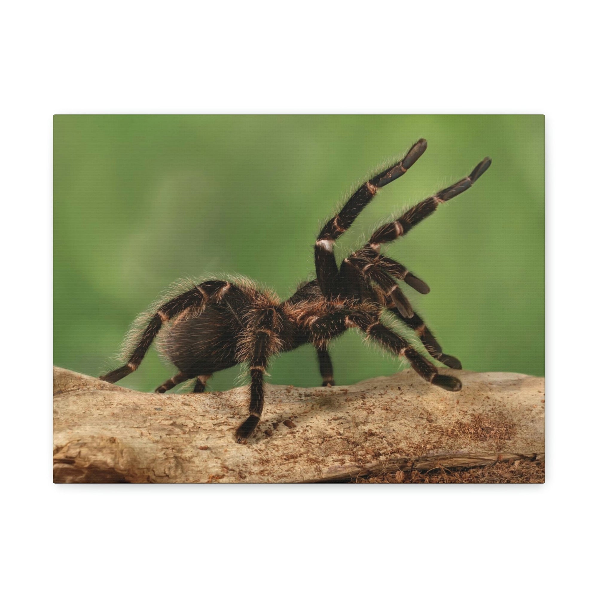 Scripture Walls Majestic Tarantula Art Majestic Tarantula Print Animal Wall Art Wildlife Canvas Prints Wall Art Ready to Hang Unframed-Express Your Love Gifts