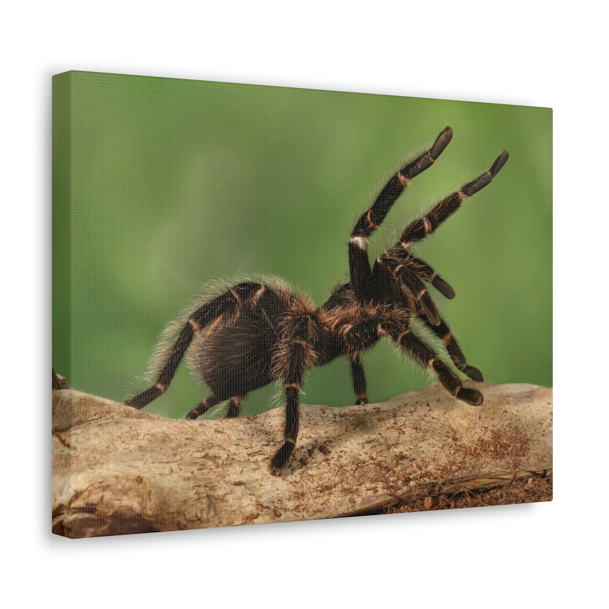 Scripture Walls Majestic Tarantula Art Majestic Tarantula Print Animal Wall Art Wildlife Canvas Prints Wall Art Ready to Hang Unframed-Express Your Love Gifts