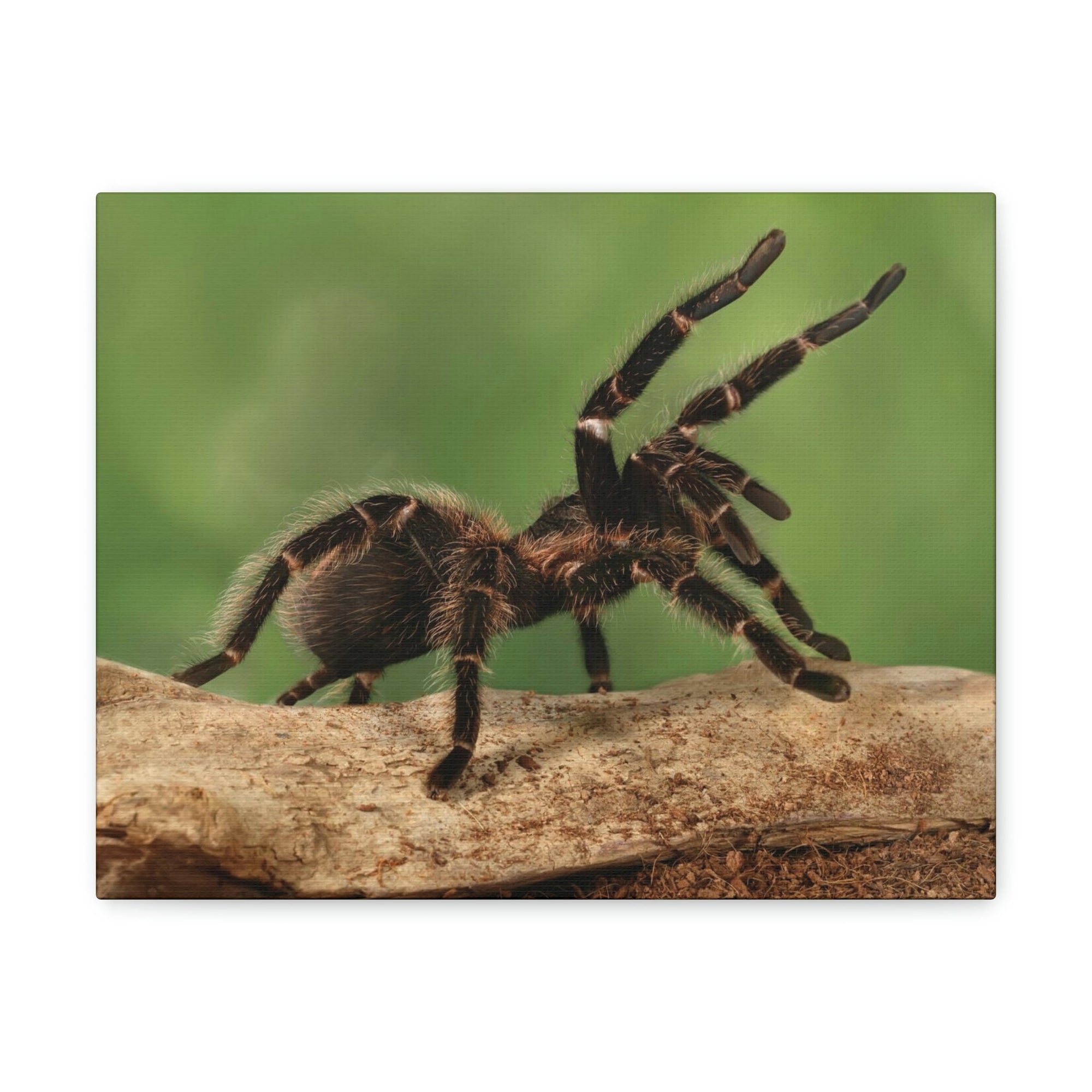 Scripture Walls Majestic Tarantula Art Majestic Tarantula Print Animal Wall Art Wildlife Canvas Prints Wall Art Ready to Hang Unframed-Express Your Love Gifts