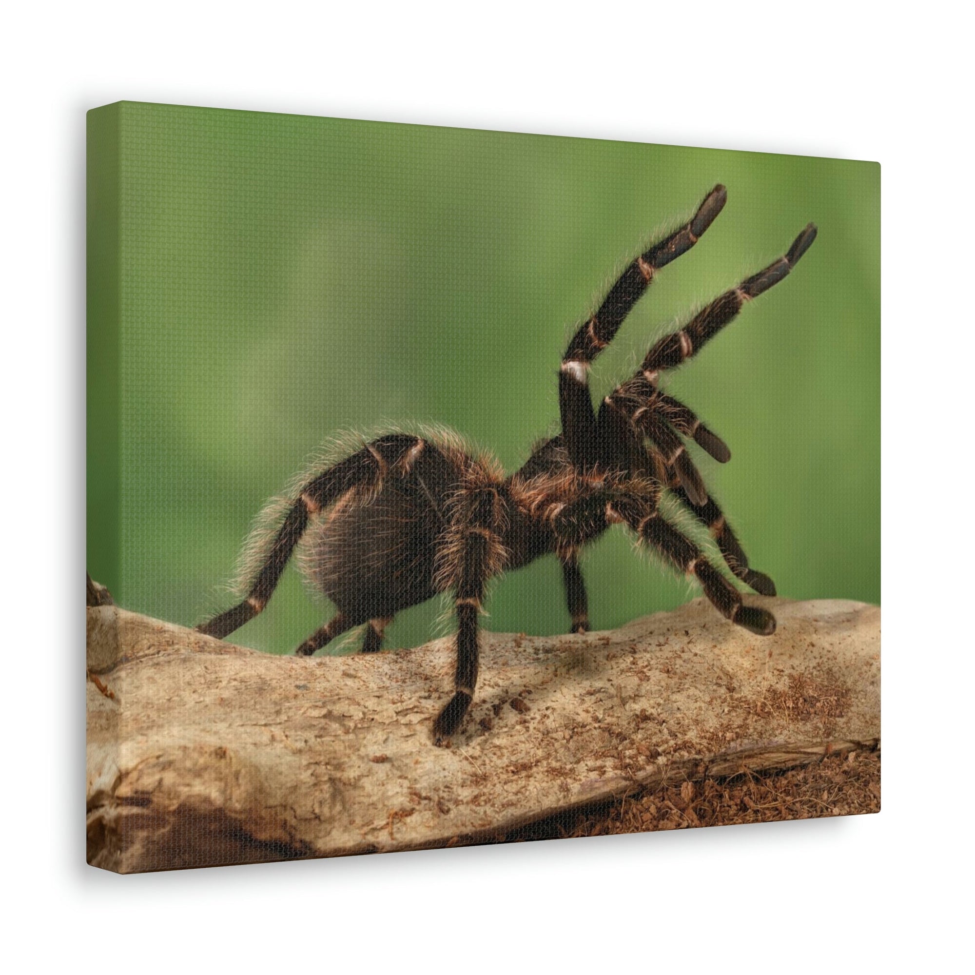 Scripture Walls Majestic Tarantula Art Majestic Tarantula Print Animal Wall Art Wildlife Canvas Prints Wall Art Ready to Hang Unframed-Express Your Love Gifts