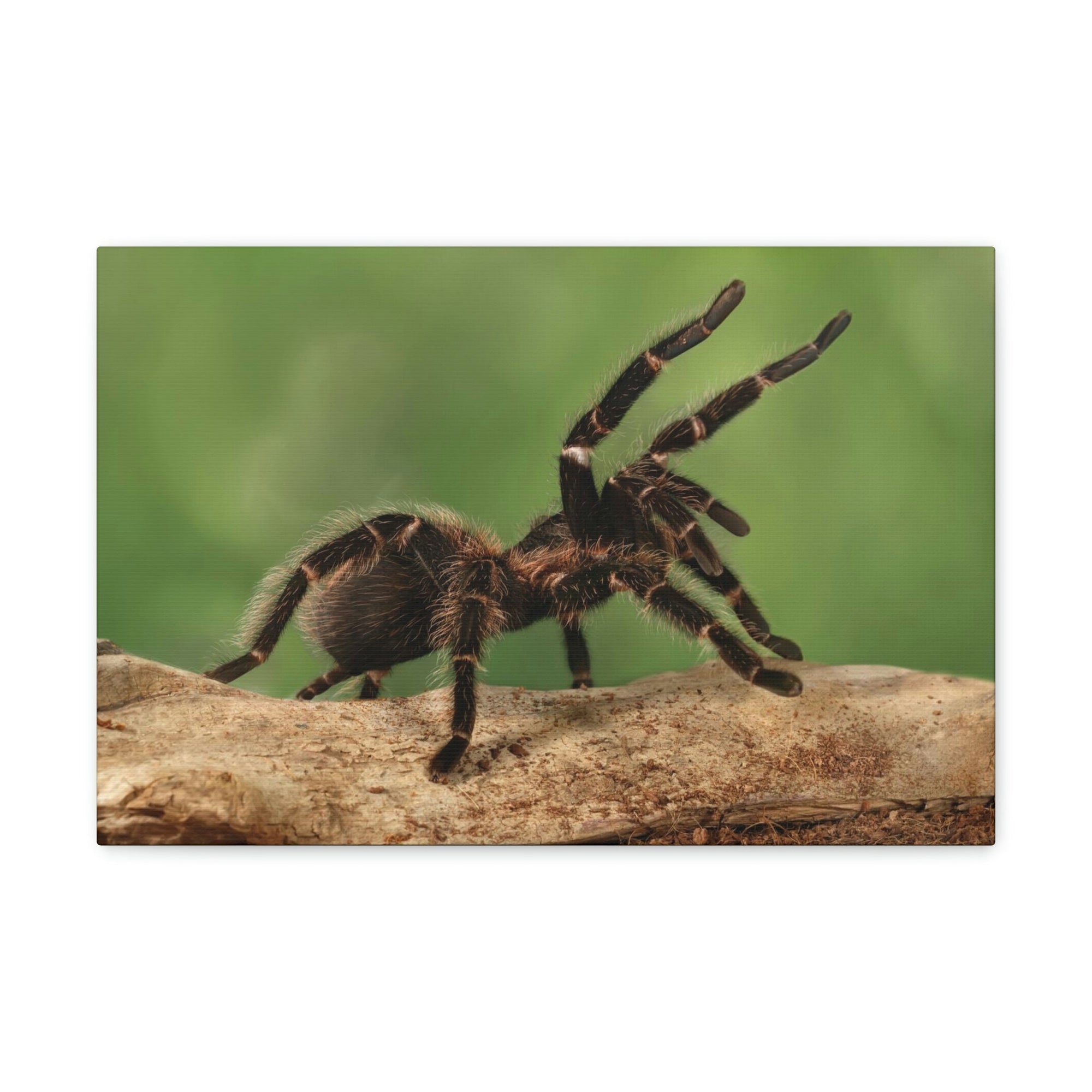 Scripture Walls Majestic Tarantula Art Majestic Tarantula Print Animal Wall Art Wildlife Canvas Prints Wall Art Ready to Hang Unframed-Express Your Love Gifts