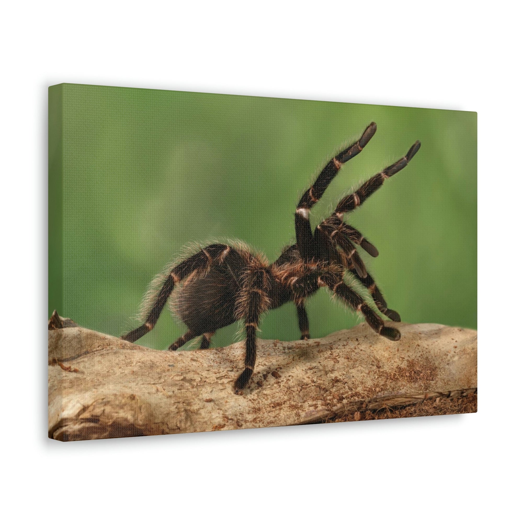 Scripture Walls Majestic Tarantula Art Majestic Tarantula Print Animal Wall Art Wildlife Canvas Prints Wall Art Ready to Hang Unframed-Express Your Love Gifts