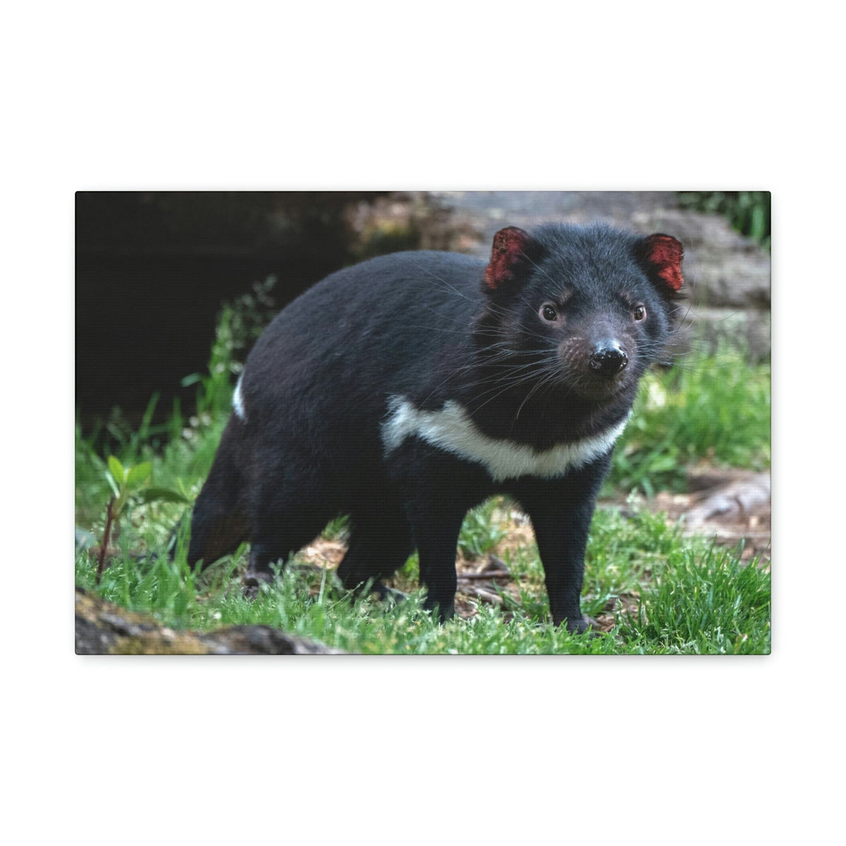 Scripture Walls Majestic Tasmanian Devil Art Majestic Tasmanian Devil Print Animal Wall Art Wildlife Canvas Prints Wall Art Ready to Hang Unframed-Express Your Love Gifts