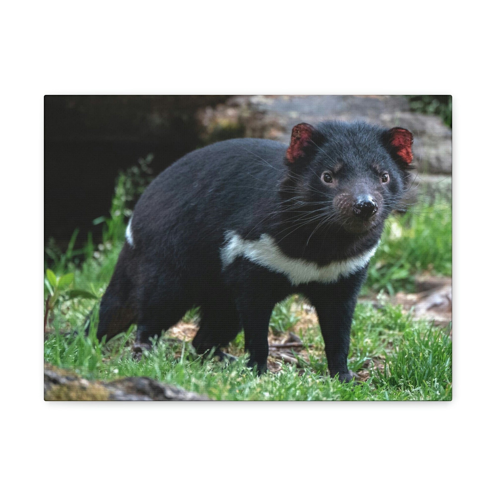 Scripture Walls Majestic Tasmanian Devil Art Majestic Tasmanian Devil Print Animal Wall Art Wildlife Canvas Prints Wall Art Ready to Hang Unframed-Express Your Love Gifts