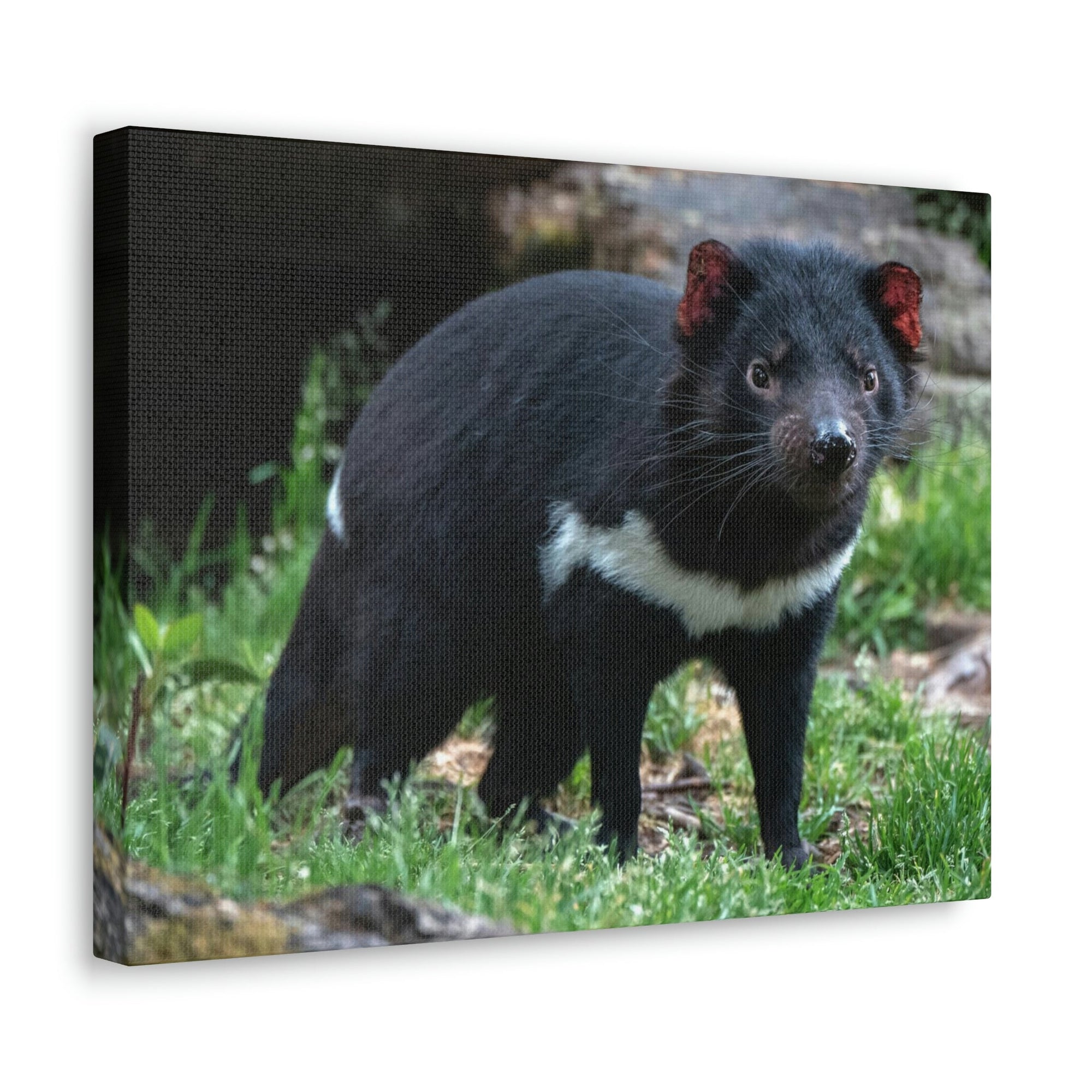 Scripture Walls Majestic Tasmanian Devil Art Majestic Tasmanian Devil Print Animal Wall Art Wildlife Canvas Prints Wall Art Ready to Hang Unframed-Express Your Love Gifts