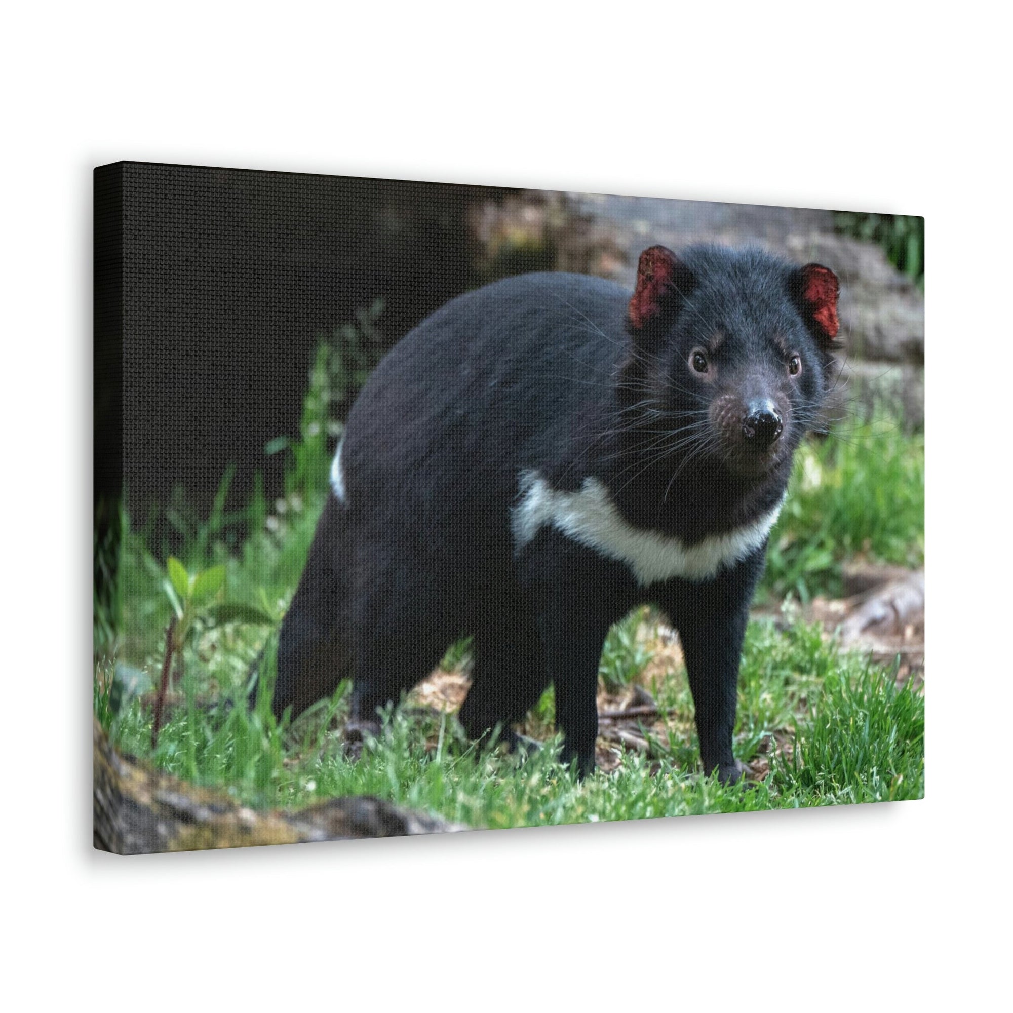 Scripture Walls Majestic Tasmanian Devil Art Majestic Tasmanian Devil Print Animal Wall Art Wildlife Canvas Prints Wall Art Ready to Hang Unframed-Express Your Love Gifts