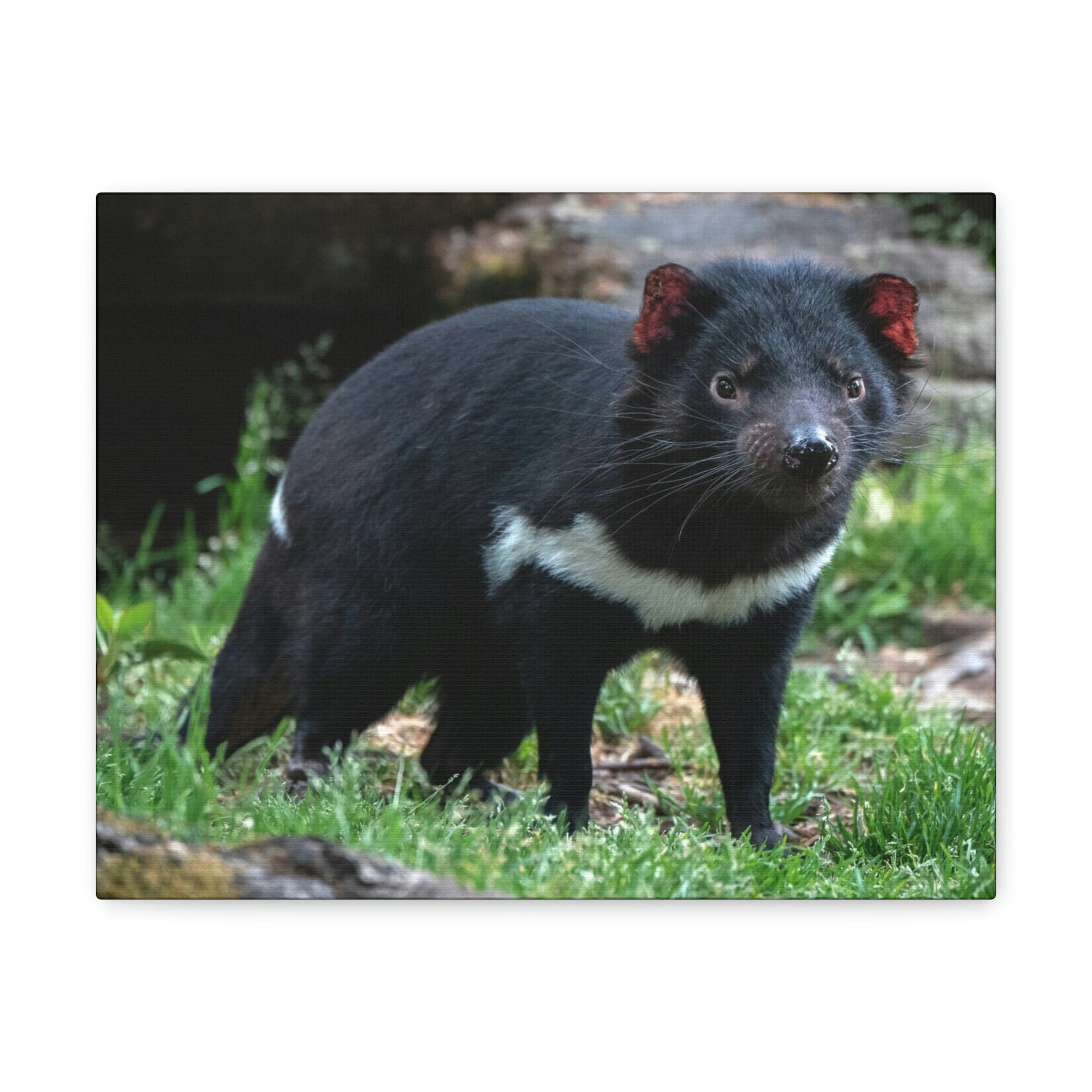 Scripture Walls Majestic Tasmanian Devil Art Majestic Tasmanian Devil Print Animal Wall Art Wildlife Canvas Prints Wall Art Ready to Hang Unframed-Express Your Love Gifts