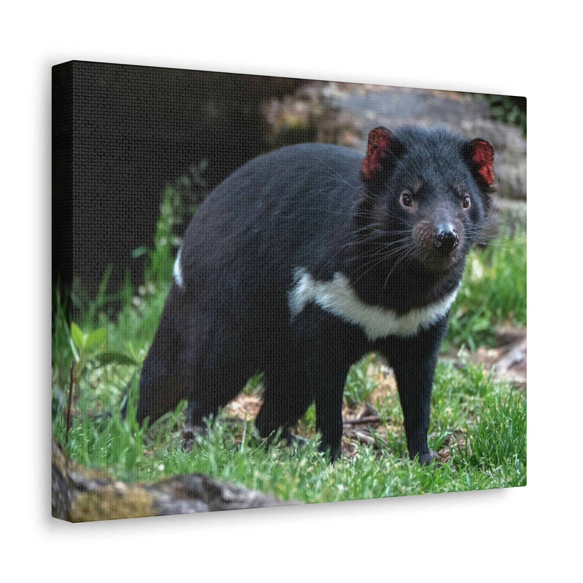 Scripture Walls Majestic Tasmanian Devil Art Majestic Tasmanian Devil Print Animal Wall Art Wildlife Canvas Prints Wall Art Ready to Hang Unframed-Express Your Love Gifts