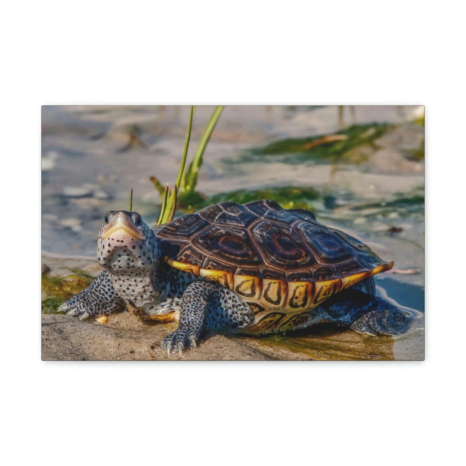 Scripture Walls Majestic Terrapin Art Majestic Terrapin Print Animal Wall Art Wildlife Canvas Prints Wall Art Ready to Hang Unframed-Express Your Love Gifts