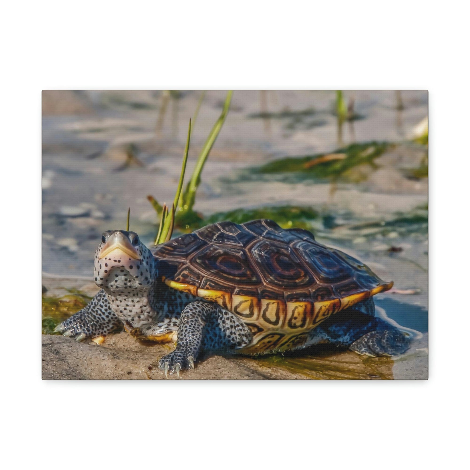 Scripture Walls Majestic Terrapin Art Majestic Terrapin Print Animal Wall Art Wildlife Canvas Prints Wall Art Ready to Hang Unframed-Express Your Love Gifts