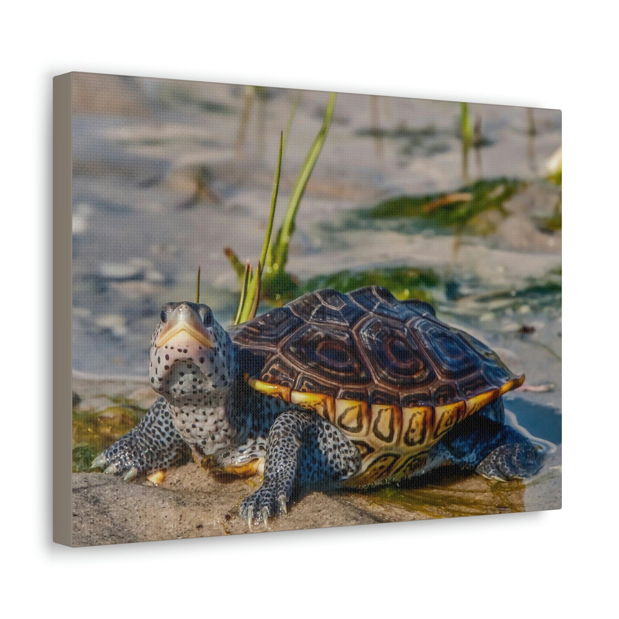 Scripture Walls Majestic Terrapin Art Majestic Terrapin Print Animal Wall Art Wildlife Canvas Prints Wall Art Ready to Hang Unframed-Express Your Love Gifts