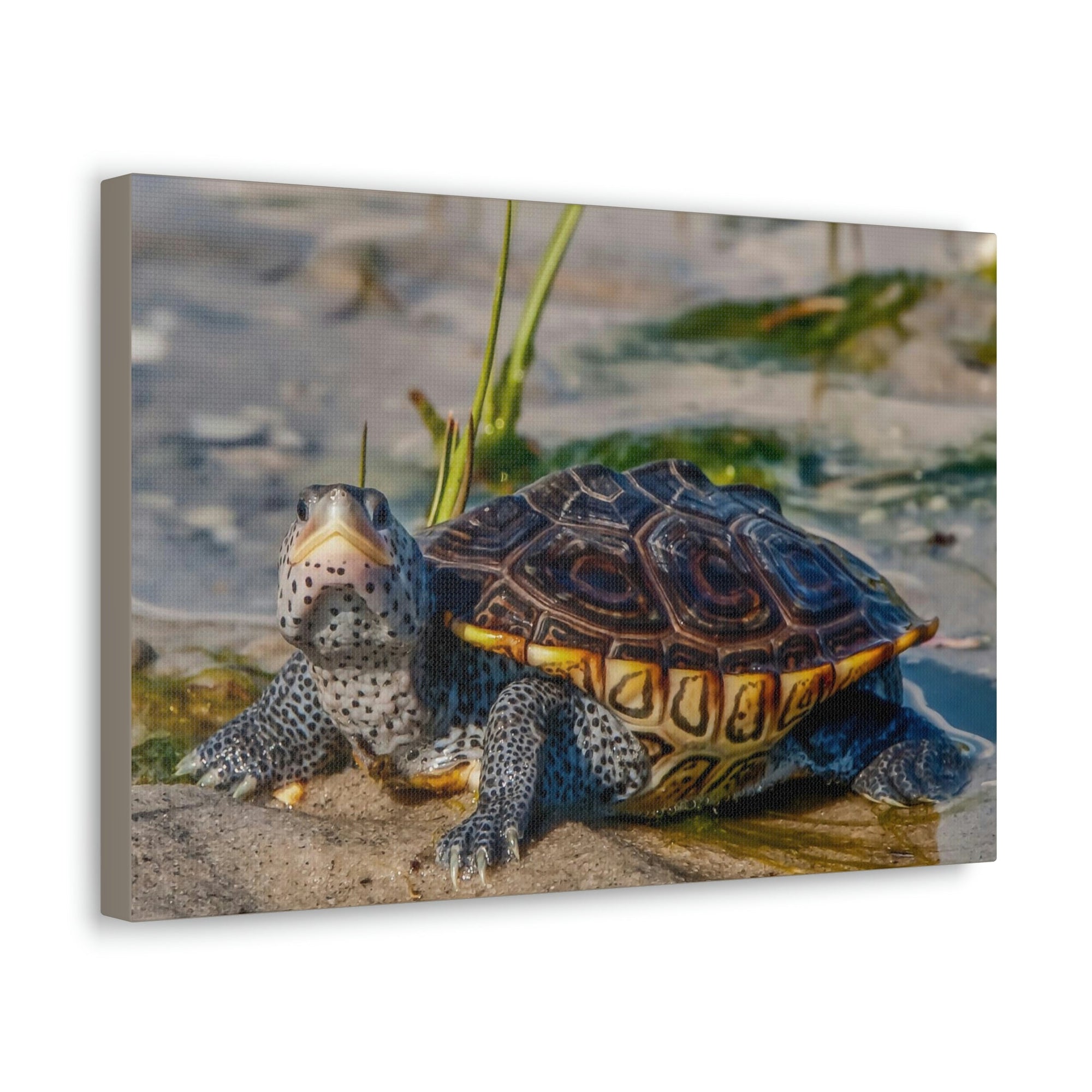 Scripture Walls Majestic Terrapin Art Majestic Terrapin Print Animal Wall Art Wildlife Canvas Prints Wall Art Ready to Hang Unframed-Express Your Love Gifts