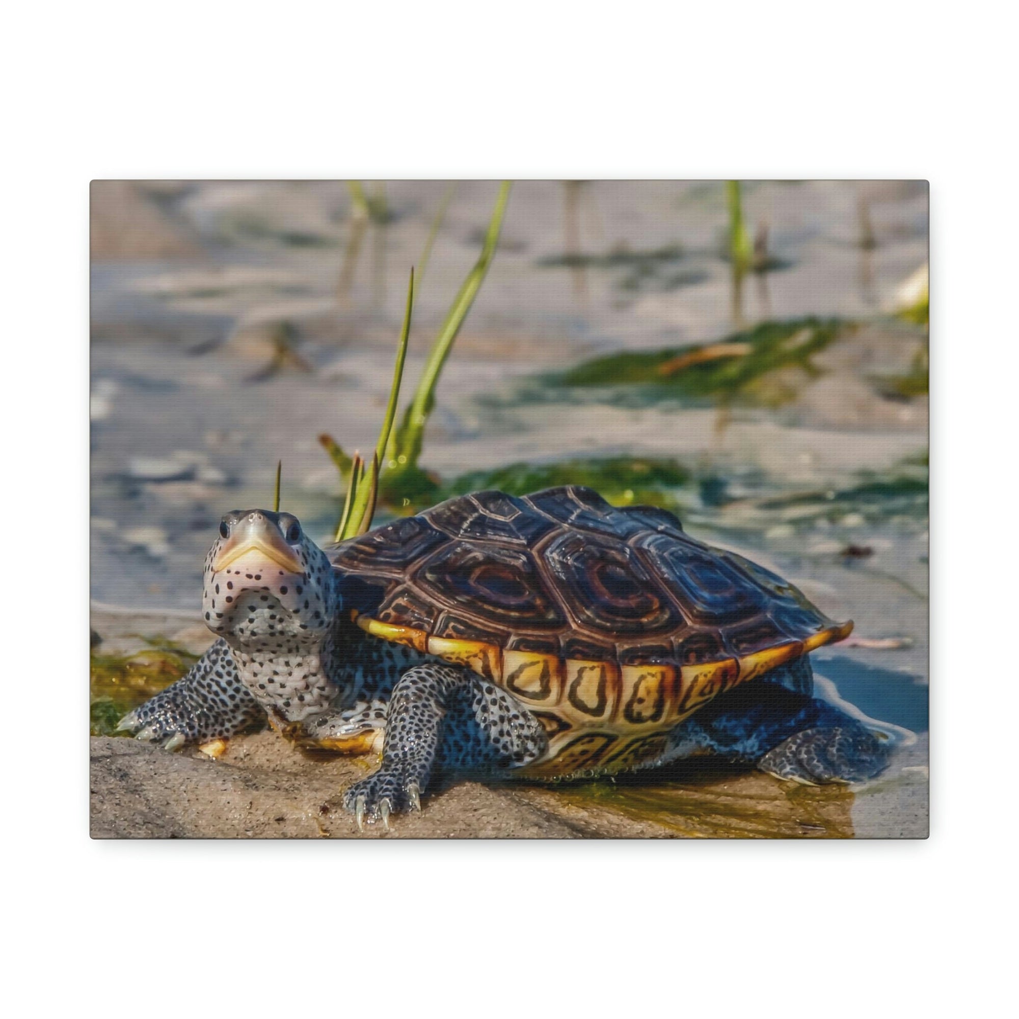 Scripture Walls Majestic Terrapin Art Majestic Terrapin Print Animal Wall Art Wildlife Canvas Prints Wall Art Ready to Hang Unframed-Express Your Love Gifts