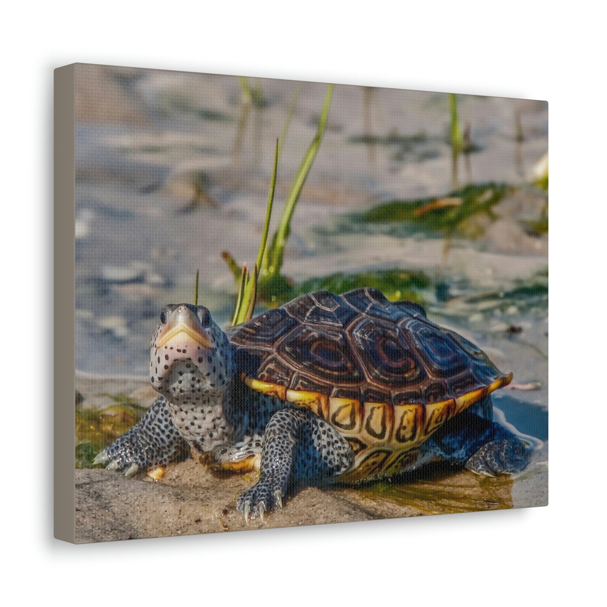 Scripture Walls Majestic Terrapin Art Majestic Terrapin Print Animal Wall Art Wildlife Canvas Prints Wall Art Ready to Hang Unframed-Express Your Love Gifts