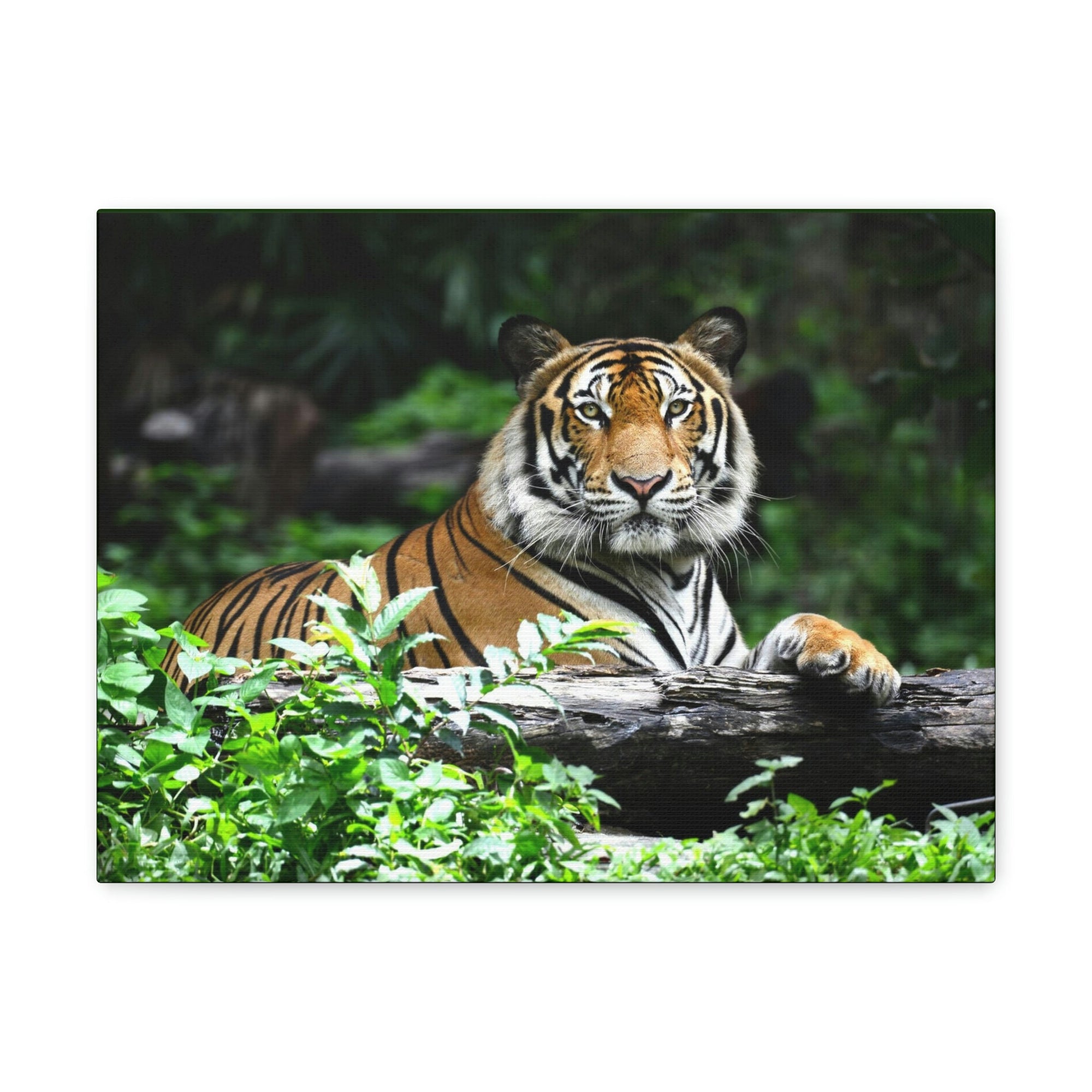 Scripture Walls Majestic Tiger Art Majestic Tiger Print Animal Wall Art Wildlife Canvas Prints Wall Art Ready to Hang Unframed-Express Your Love Gifts