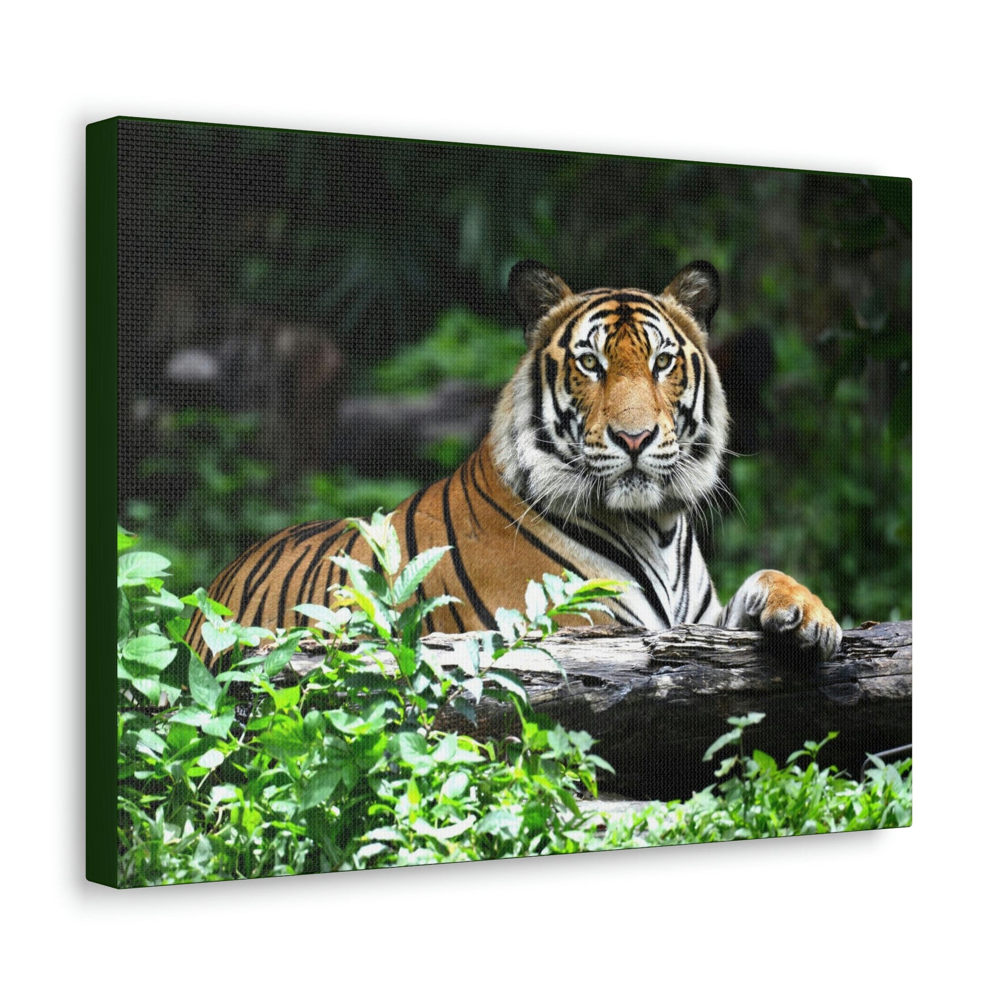 Scripture Walls Majestic Tiger Art Majestic Tiger Print Animal Wall Art Wildlife Canvas Prints Wall Art Ready to Hang Unframed-Express Your Love Gifts