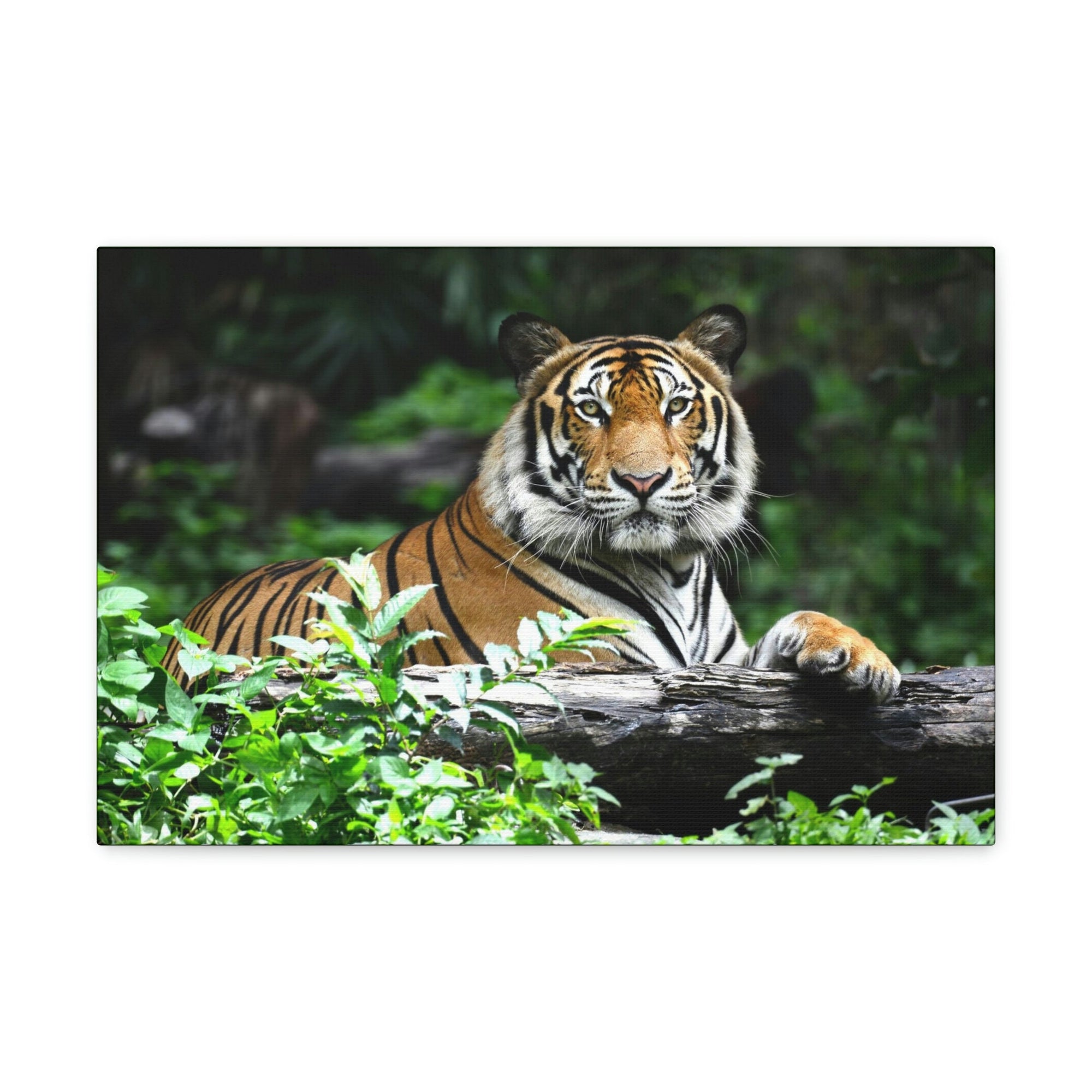 Scripture Walls Majestic Tiger Art Majestic Tiger Print Animal Wall Art Wildlife Canvas Prints Wall Art Ready to Hang Unframed-Express Your Love Gifts