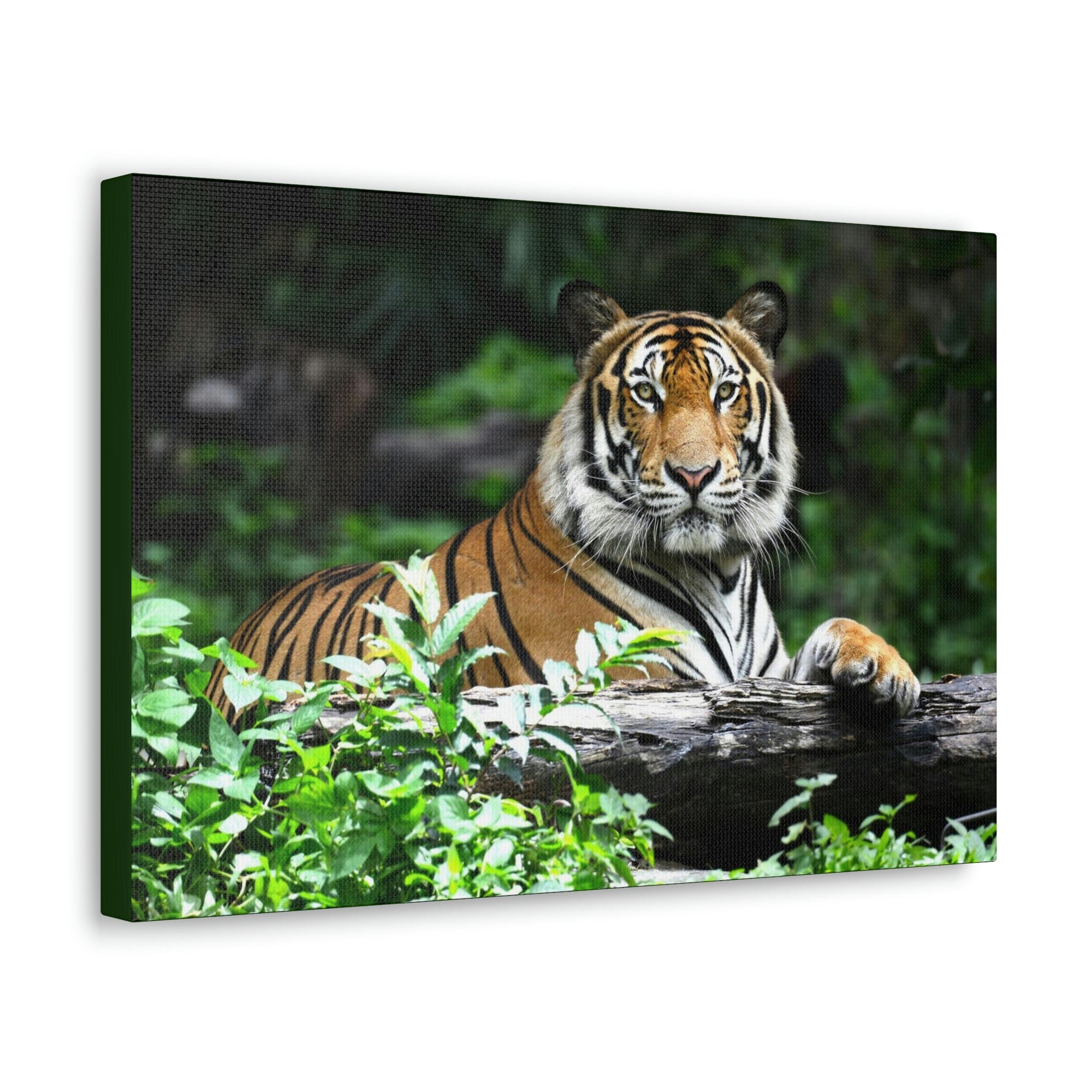 Scripture Walls Majestic Tiger Art Majestic Tiger Print Animal Wall Art Wildlife Canvas Prints Wall Art Ready to Hang Unframed-Express Your Love Gifts