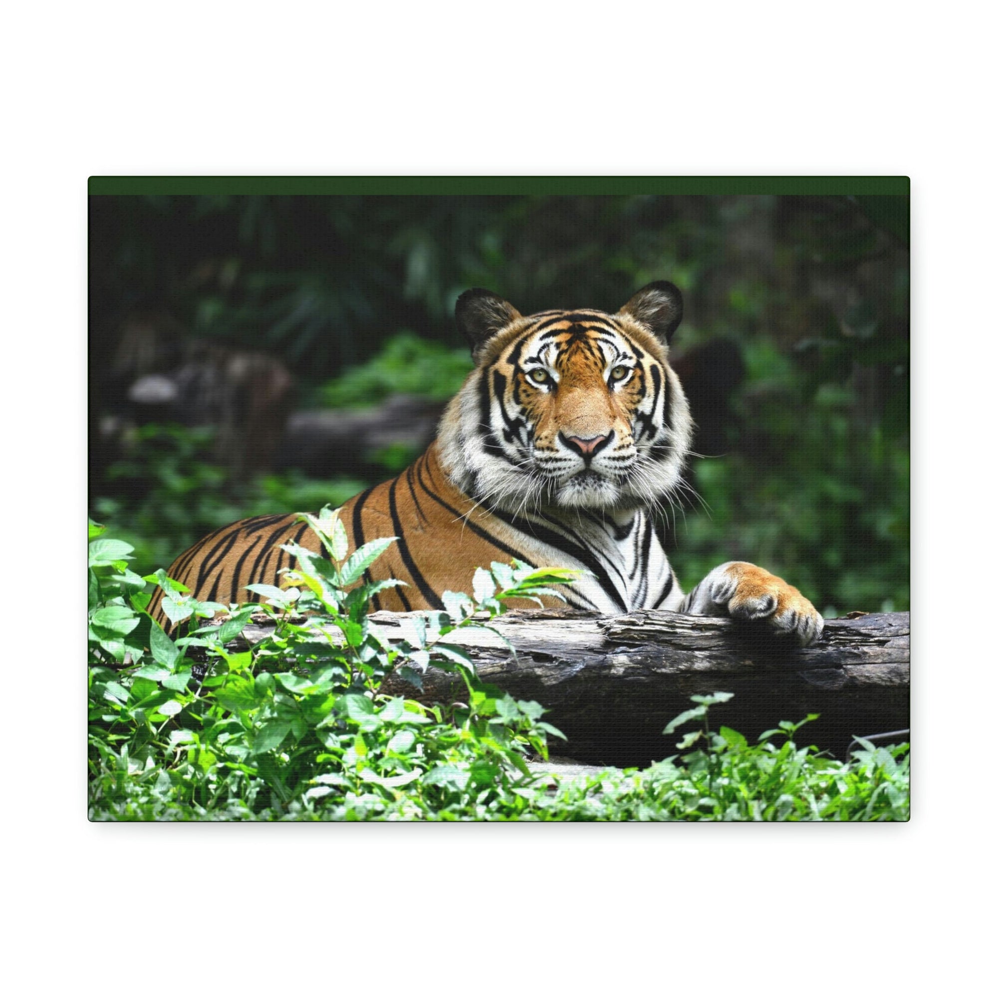 Scripture Walls Majestic Tiger Art Majestic Tiger Print Animal Wall Art Wildlife Canvas Prints Wall Art Ready to Hang Unframed-Express Your Love Gifts