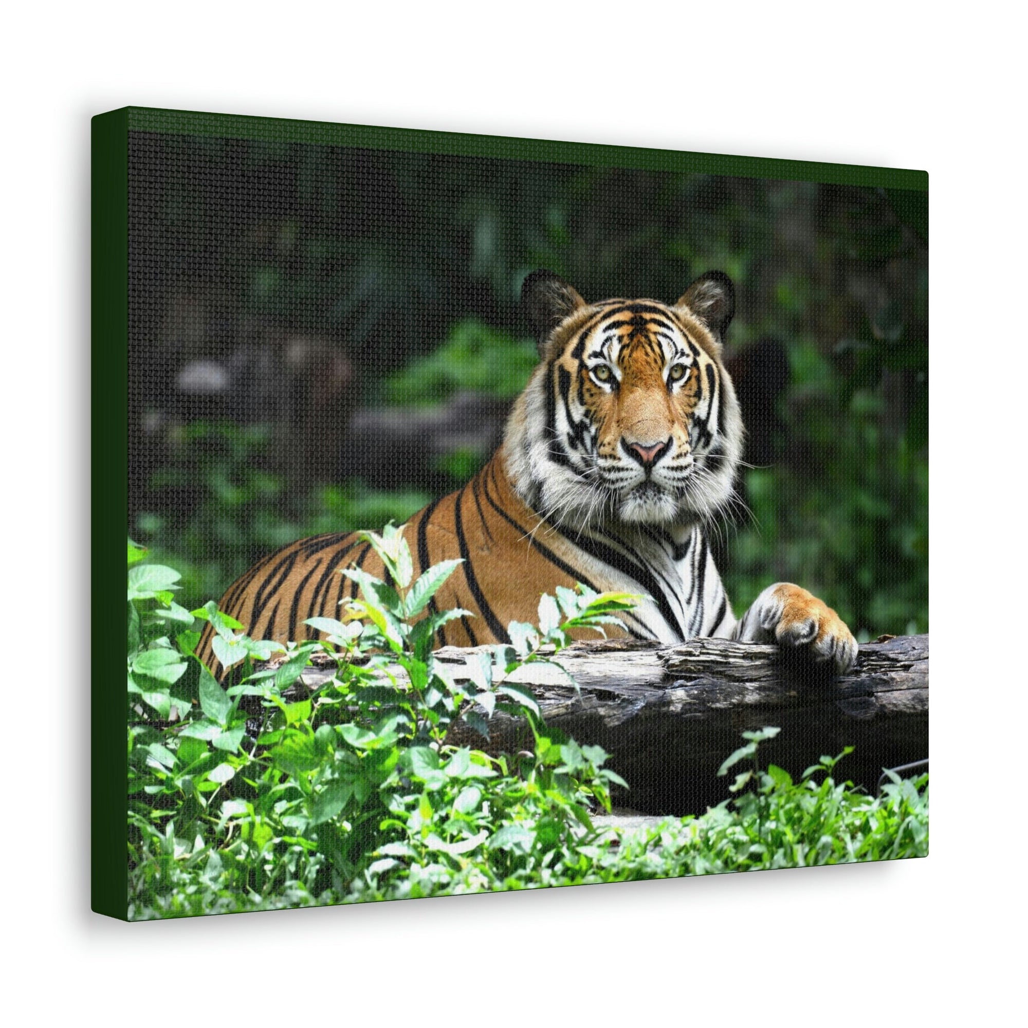 Scripture Walls Majestic Tiger Art Majestic Tiger Print Animal Wall Art Wildlife Canvas Prints Wall Art Ready to Hang Unframed-Express Your Love Gifts