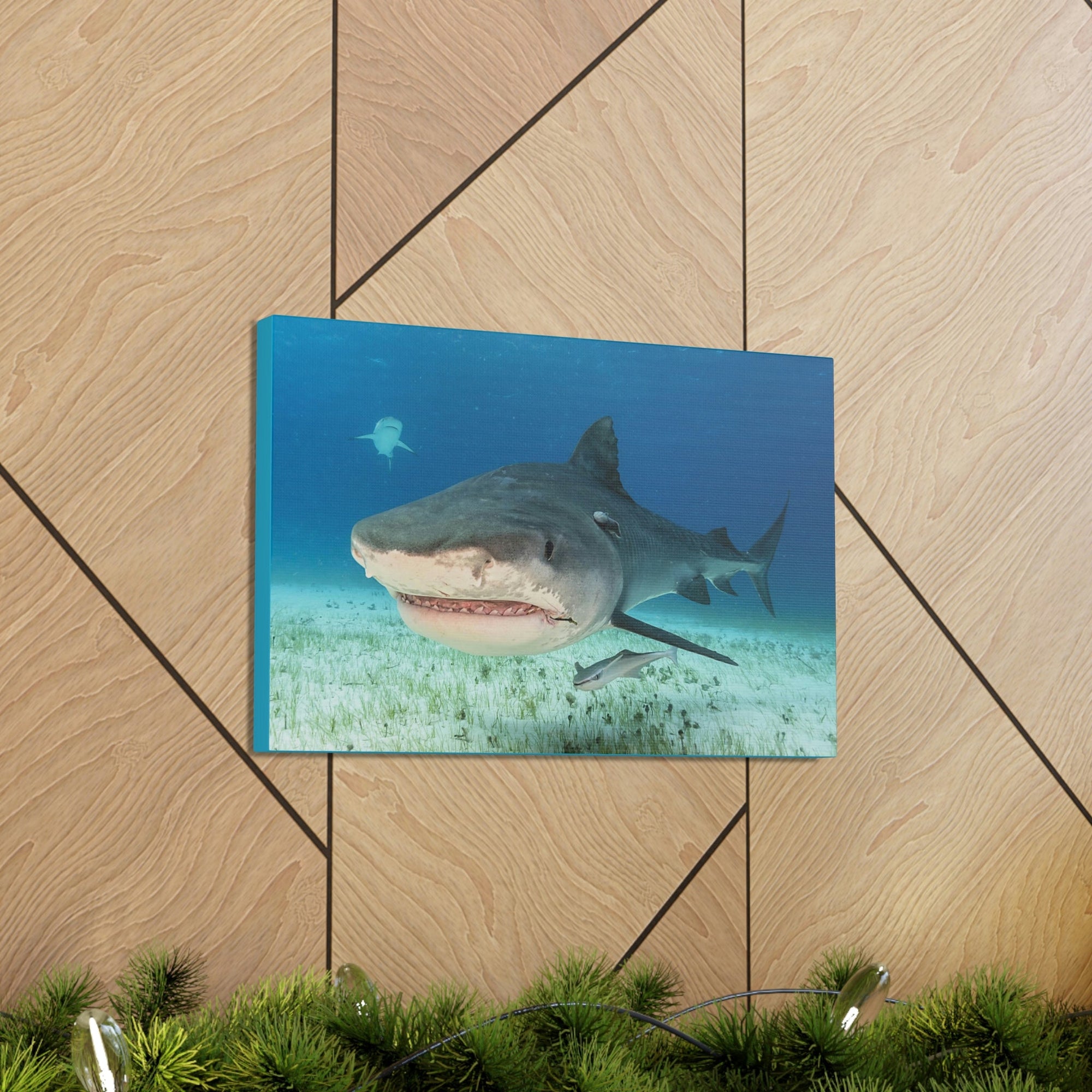 Scripture Walls Majestic Tiger Shark Art Majestic Tiger Shark Print Animal Wall Art Wildlife Canvas Prints Wall Art Ready to Hang Unframed-Express Your Love Gifts